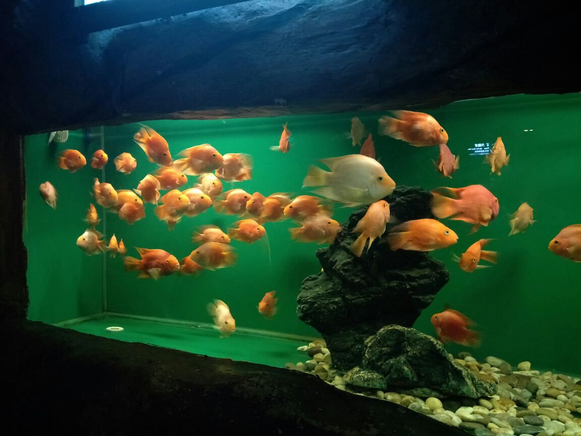 青岛海底世界总体而言是一个性价比很高的景点,海底世界、水母宫、标本馆、海兽馆都各有特色,尤其适合带孩子一起出游,可以增长孩子的见闻。但是,夏天七八月人非常多,这就直接降低了游览质量,为避免这种情况,建议可以每日上午早点去。
另外,尤其需要注意的是,用高德地图或者百度地图等查询青岛海底世界时,不知出于什么原因,总会将人引导到黄县支路上一个打着海底世界旗号的停车场,这里会有所谓的工作人员让大家买票,然后又有所谓车接车送。但请注意,海底世界官方电话053281892187中否认了这是海底世界正规停车场