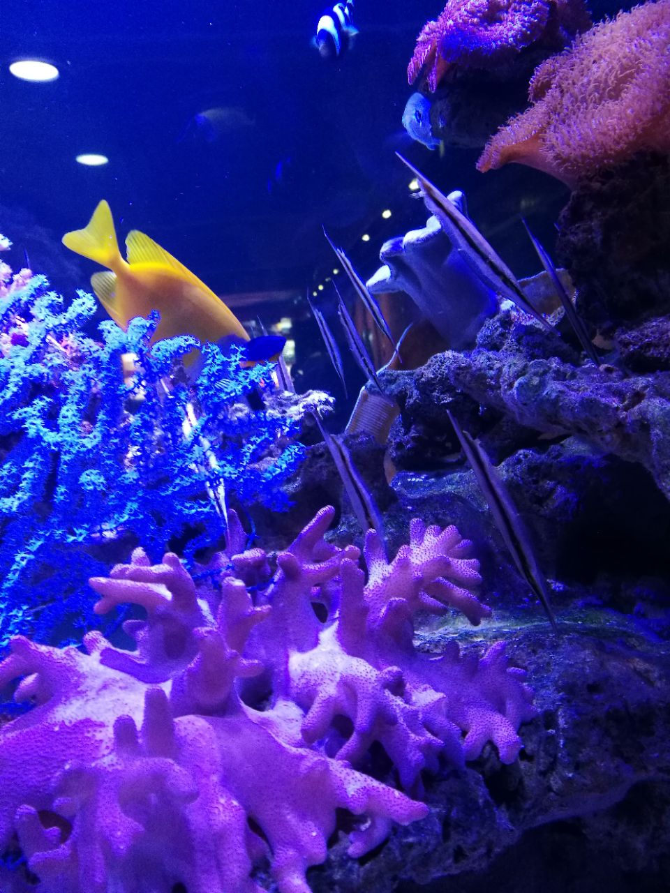 济南大明湖海底世界好玩吗,济南大明湖海底世界景点样