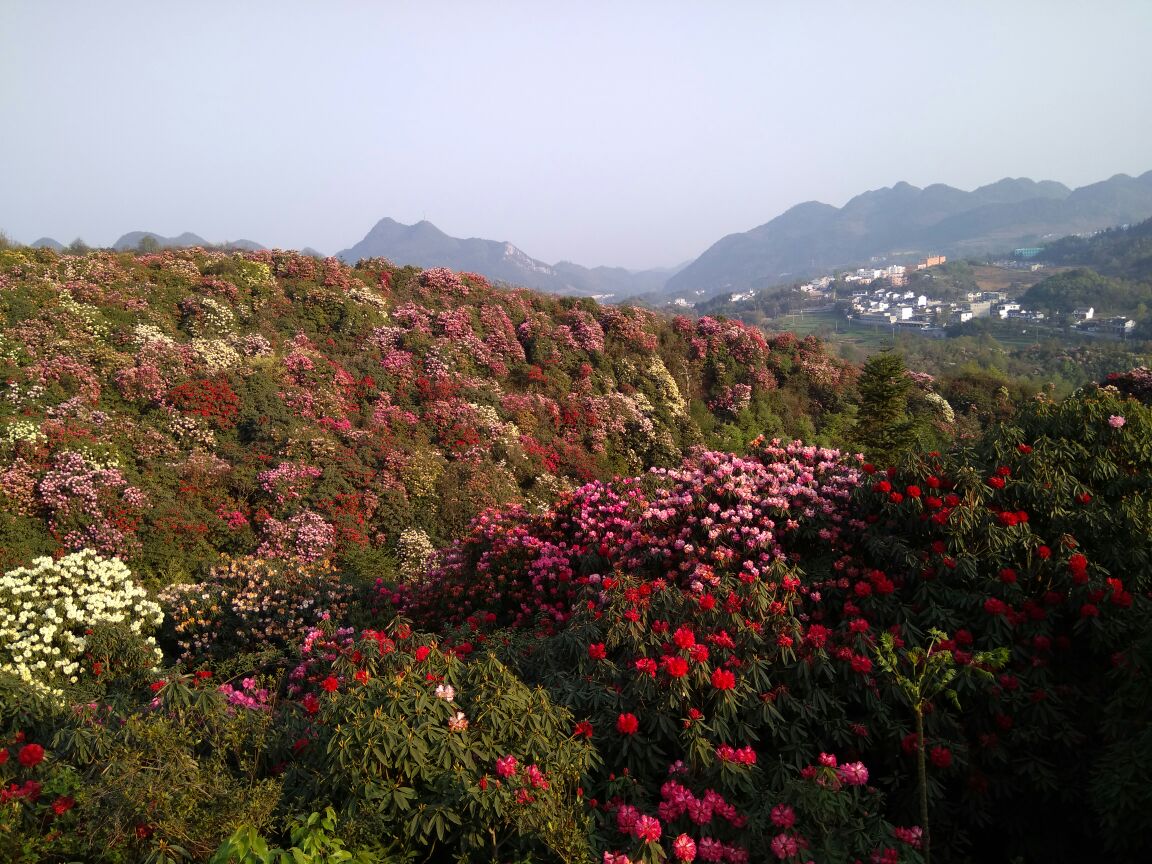 百里杜鹃风景区