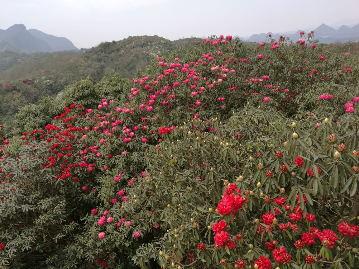 毕节百里杜鹃风景区好玩吗,毕节百里杜鹃风景区景点样