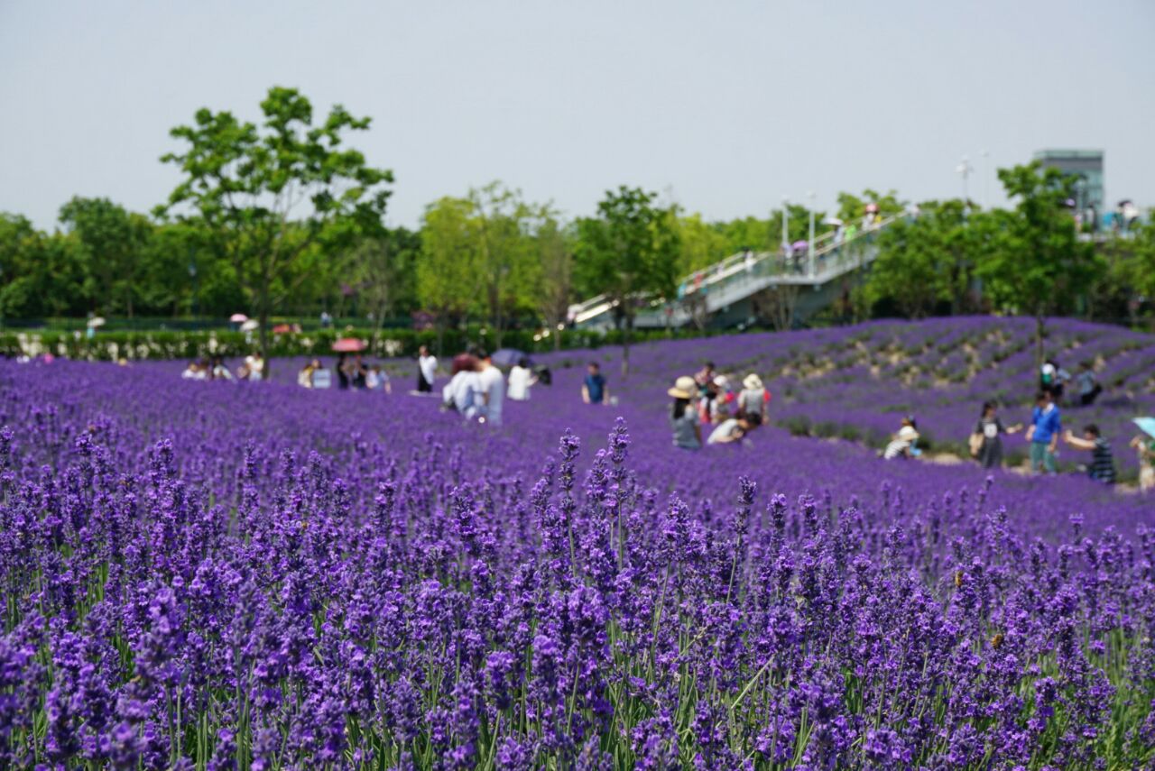 上海薰衣草公园