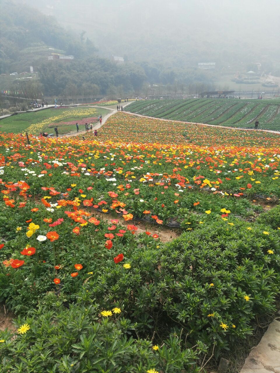 清溪谷旅游区花田酒地景区