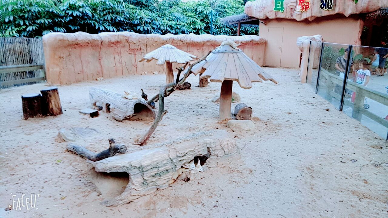 地方不遠,由福田去行高速,只需60元RmB一程。方便過搭地鐵。動物園沒有想像中那麼殘舊,用信用卡買票可以在自助機使用,多方便,但沒有收據出就有點不放心。入場後不久有馬車及電瓶車提供,電瓶車只是20元一位,憑票上車,可以中途下車,相當方便超值。環境沒有垃圾,很乾淨衛生,途中都有工人清理園內,所以都很乾淨。但由於大自然郊野關係,太多昆蟲蚊蟲,過敏體質的我,多麽希望園內設備一些滅蚊系統,在高處散播,園內都有很多小孩子的。在猛獸區域的天橋,真係設計得很好!可以好近距離看到,而且很安全的環境!基本上所有動物都是可以