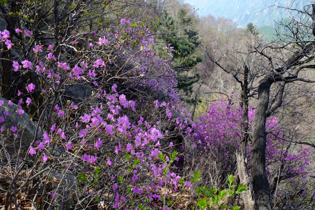 云蒙山森林公园