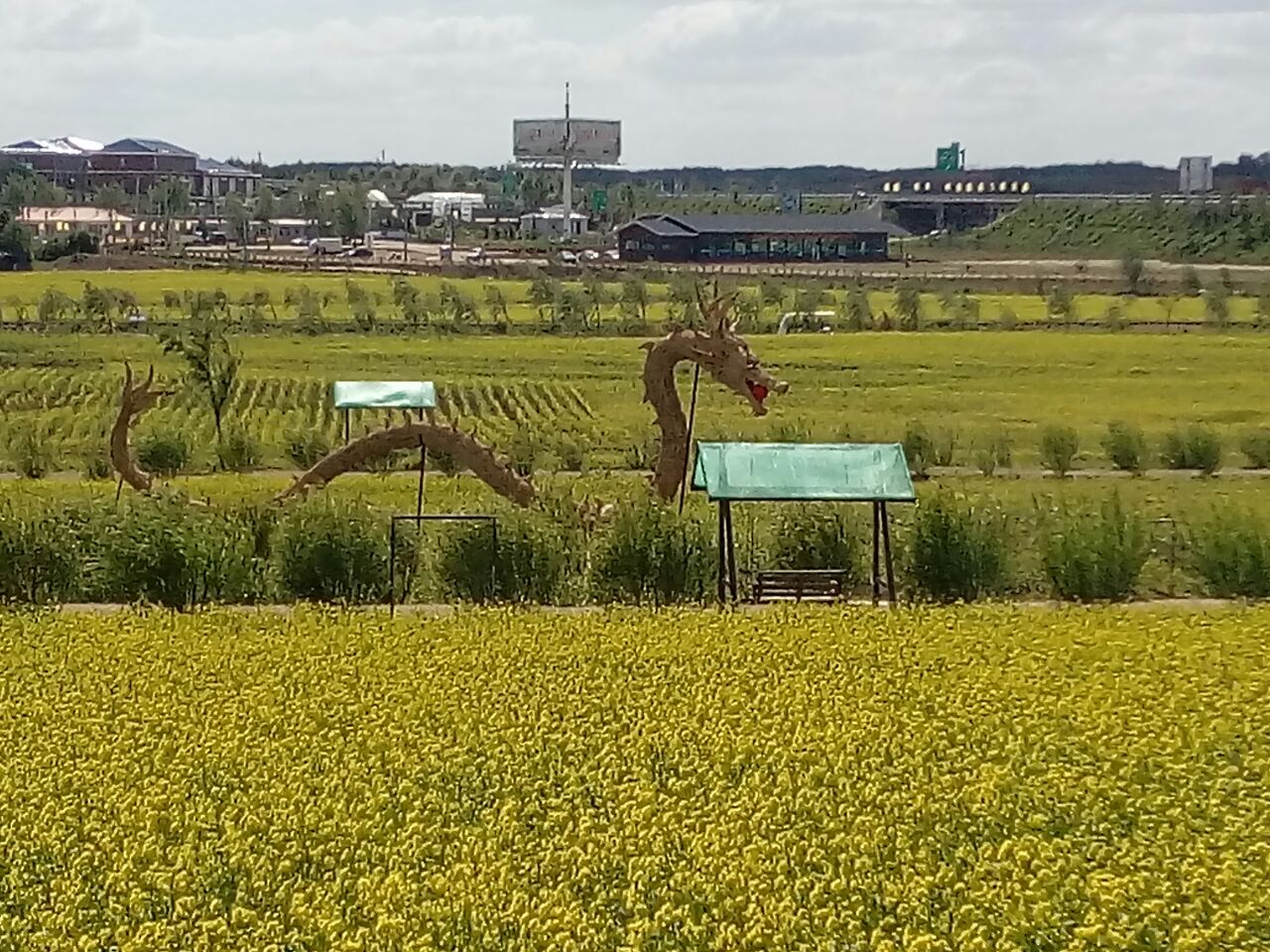 鴜鹭湖梯田花海