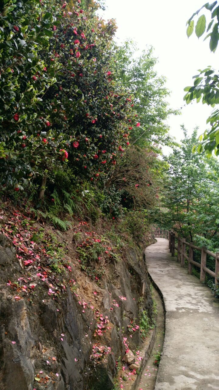 龙茶花海