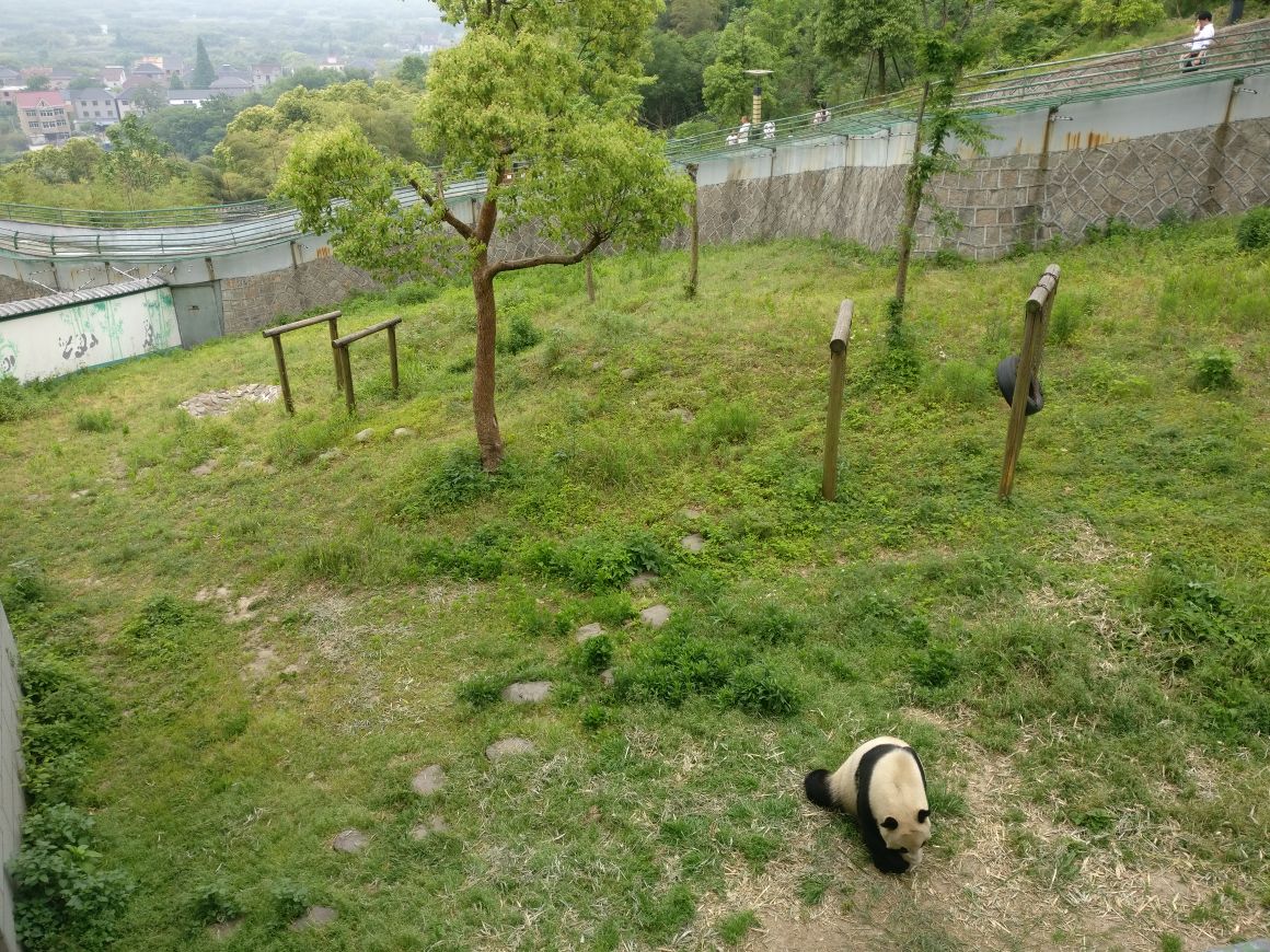 下渚湖熊猫园