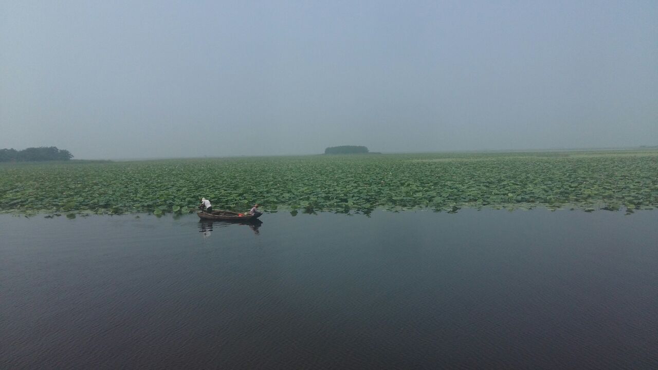 微山湖红荷湿地景区