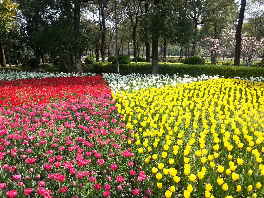 上海鲜花港,上海上海鲜花港攻略/地址/图片/门票