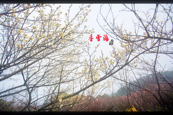 ӡ⸣ѩ