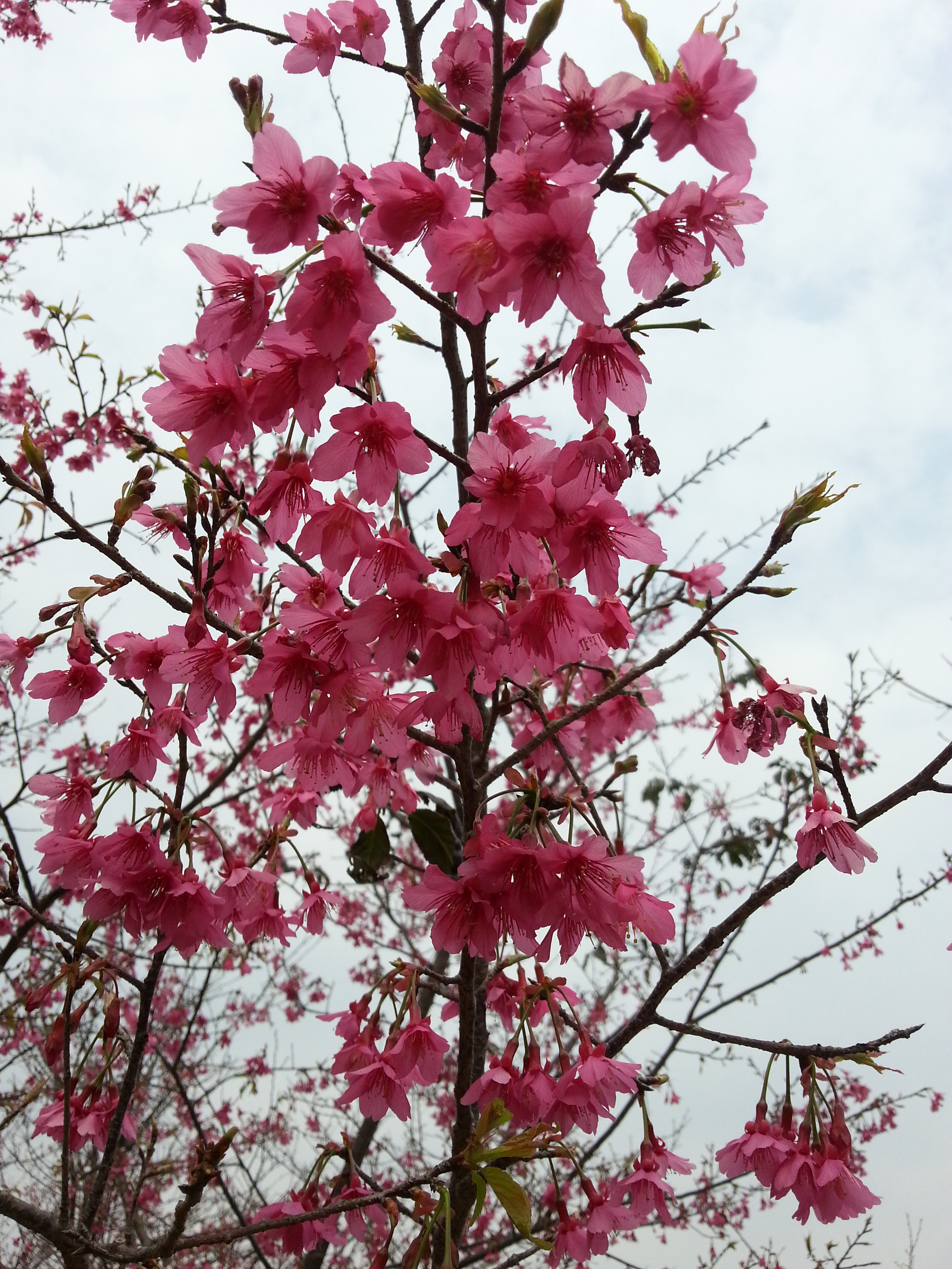 小样的从化樱花节