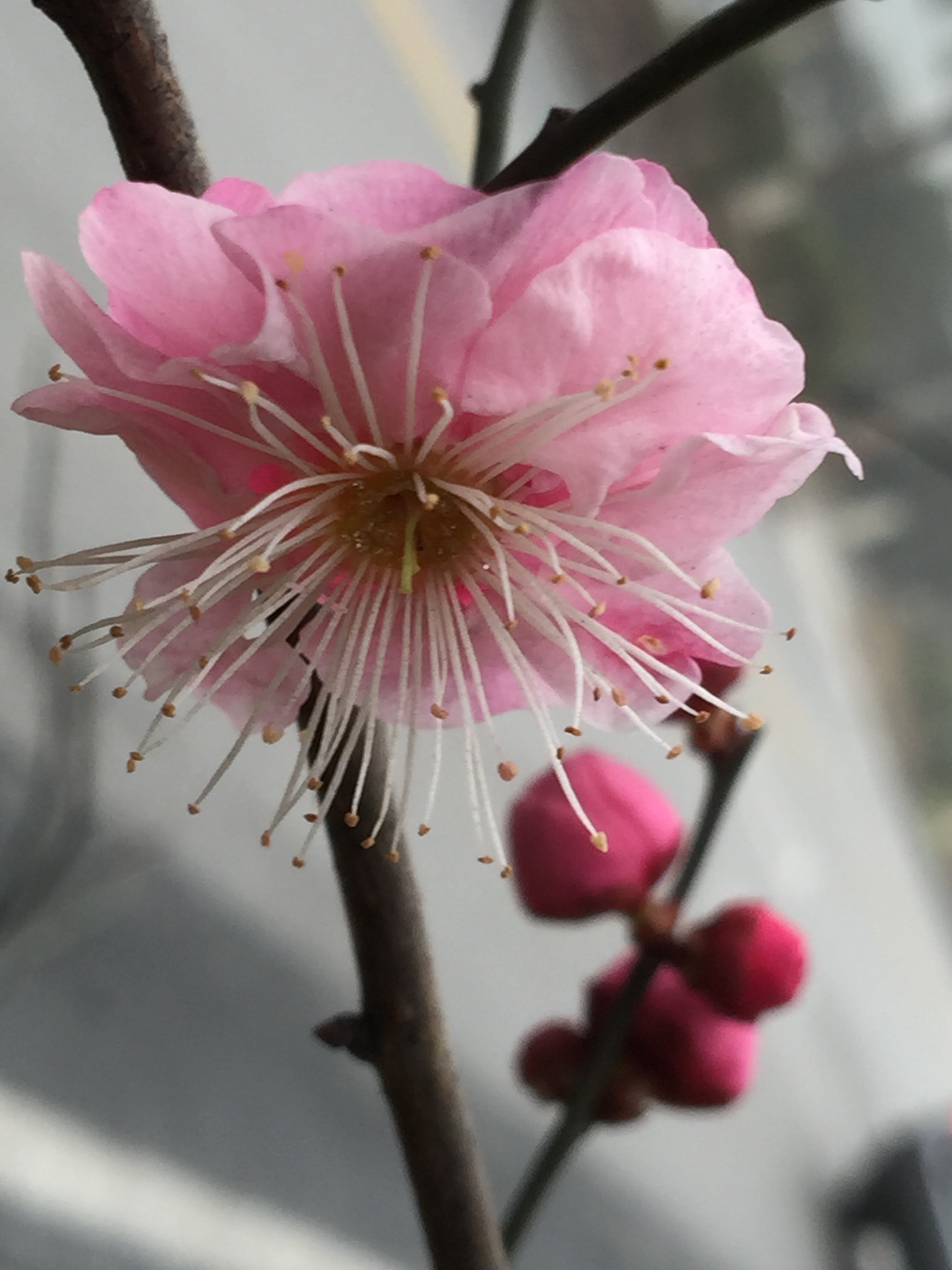 南京的市花有多美-梅花告诉你