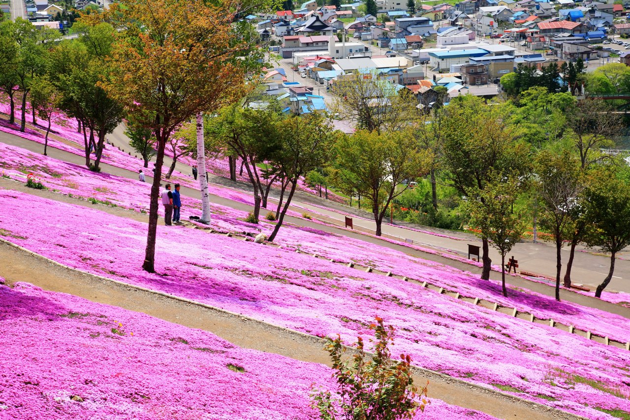 春游北海道,泡温泉赏芝樱,看函馆百万夜景