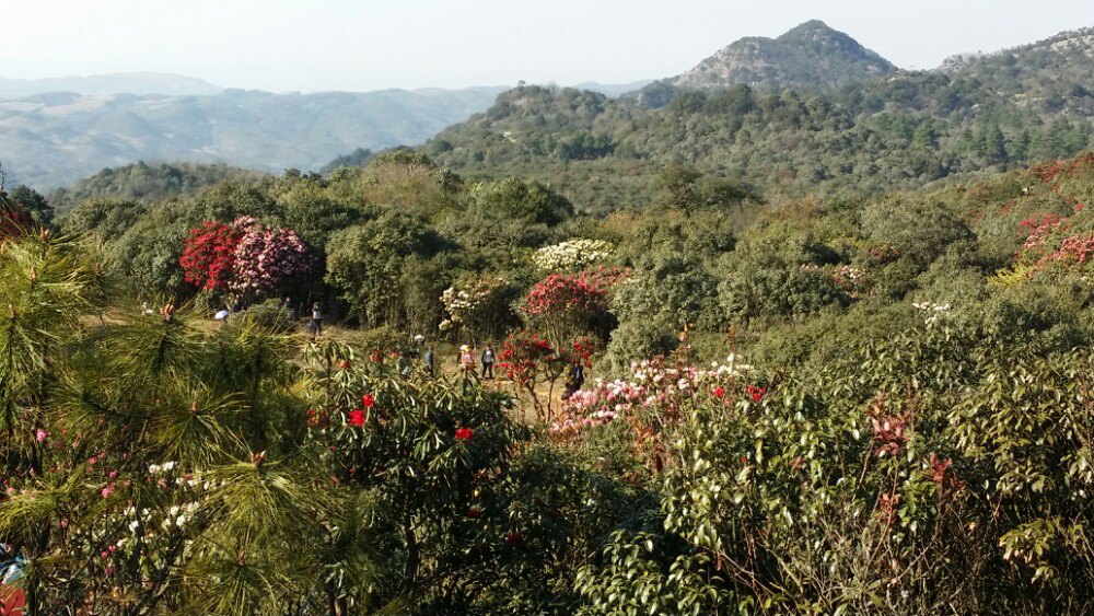 菌子山