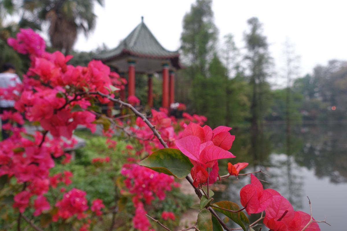 华南农业大学湿地公园