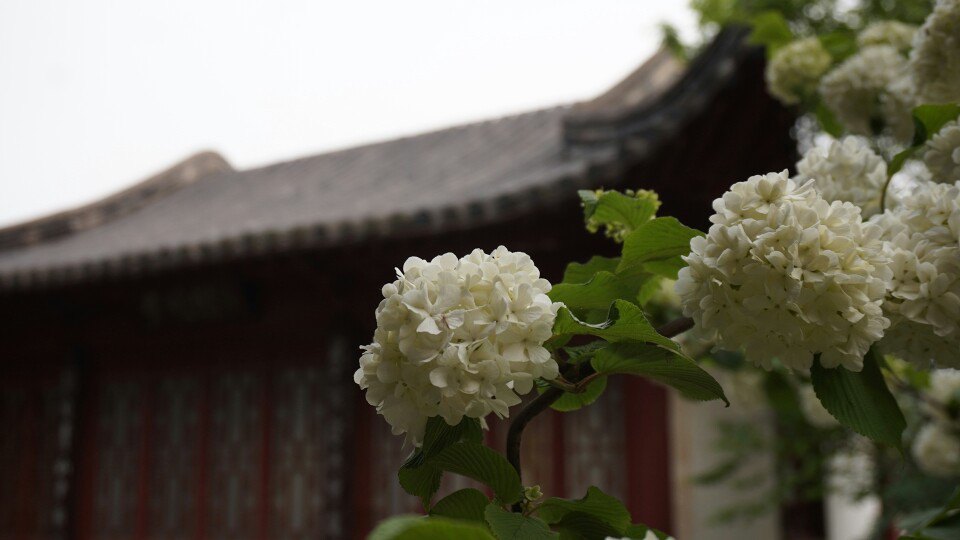 2019绣球公园游玩攻略,南京市民休闲的好去处,古城.
