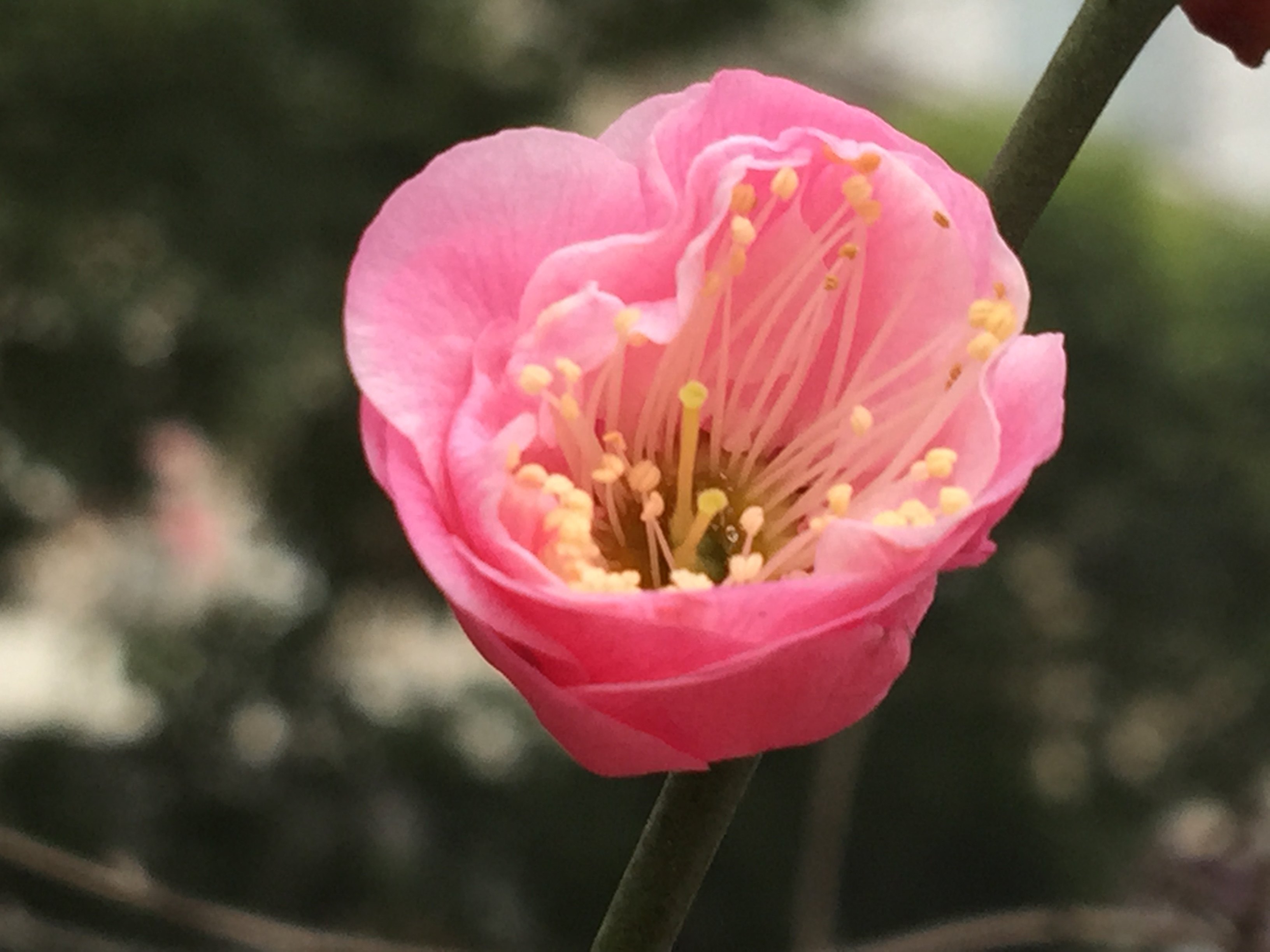 南京的市花有多美-梅花告诉你