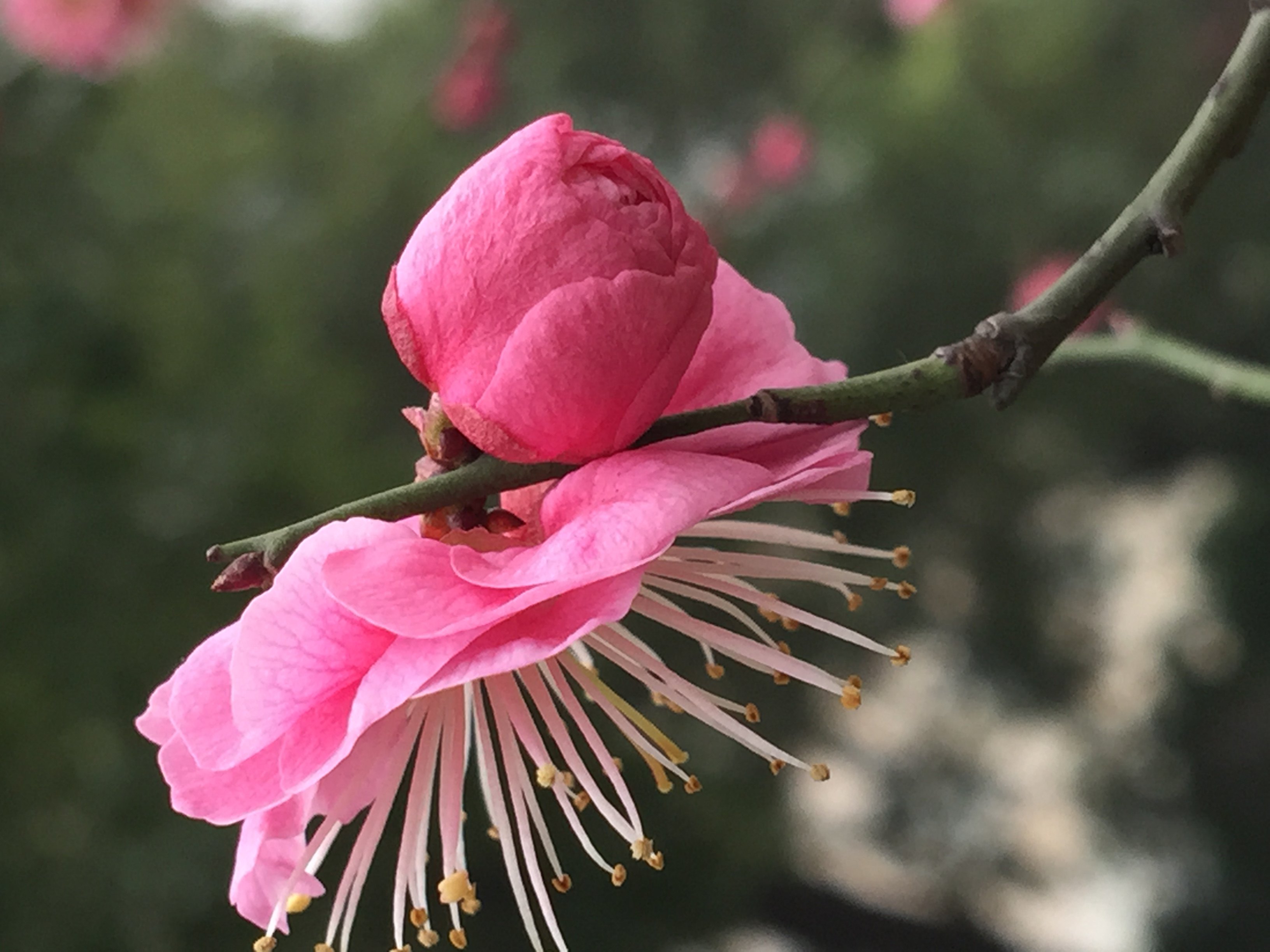 南京的市花有多美-梅花告诉你