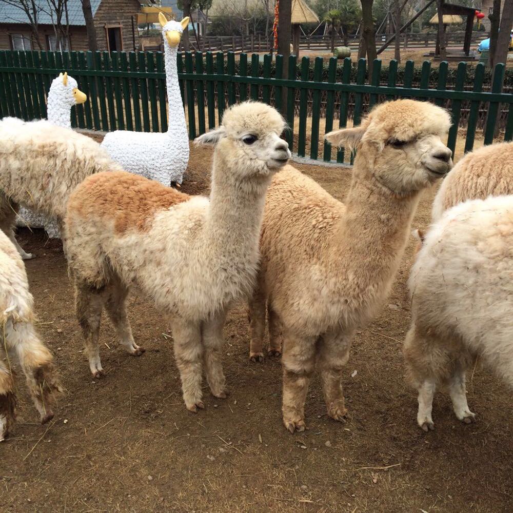 【携程攻略】江苏无锡动物园(太湖欢乐园)景点