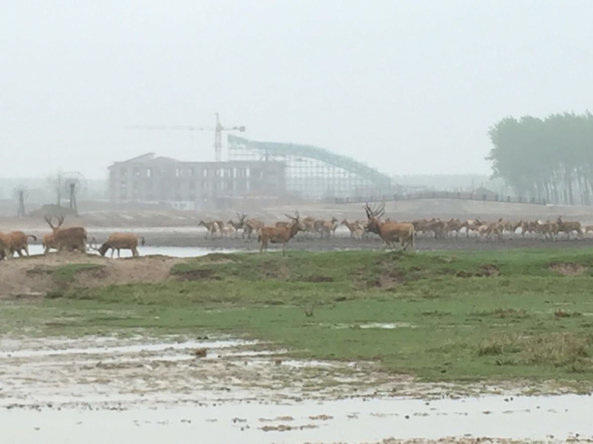 2019中华麋鹿园_旅游攻略_门票_地址_游记点评,大丰