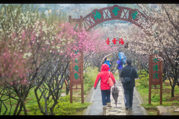 沿香雪海三个字继续向上走,满目夹道皆是梅花.