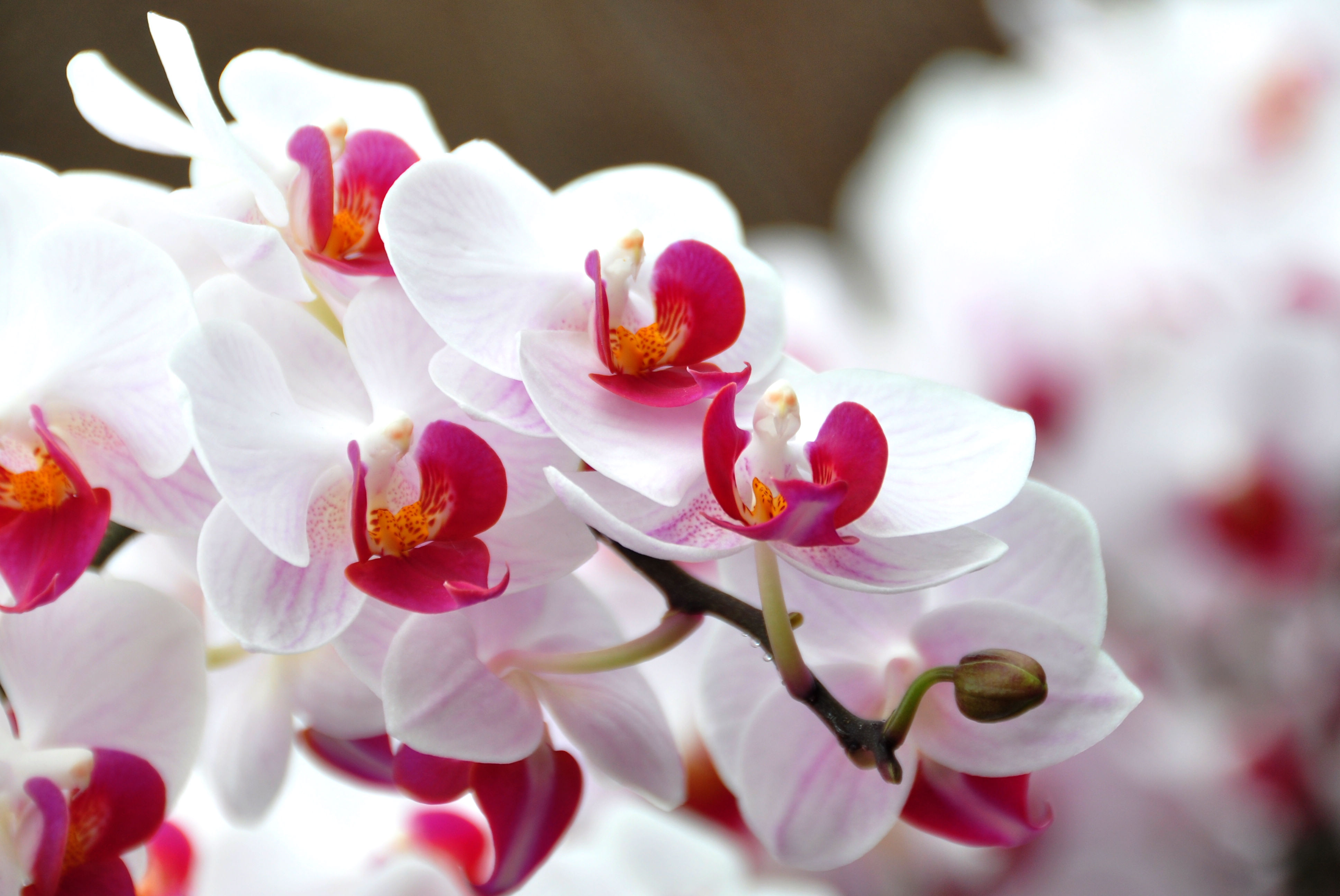 油菜花海面积很大,锦绣兰陵馆内的兰花等花卉开放的正艳,热带雨林馆内