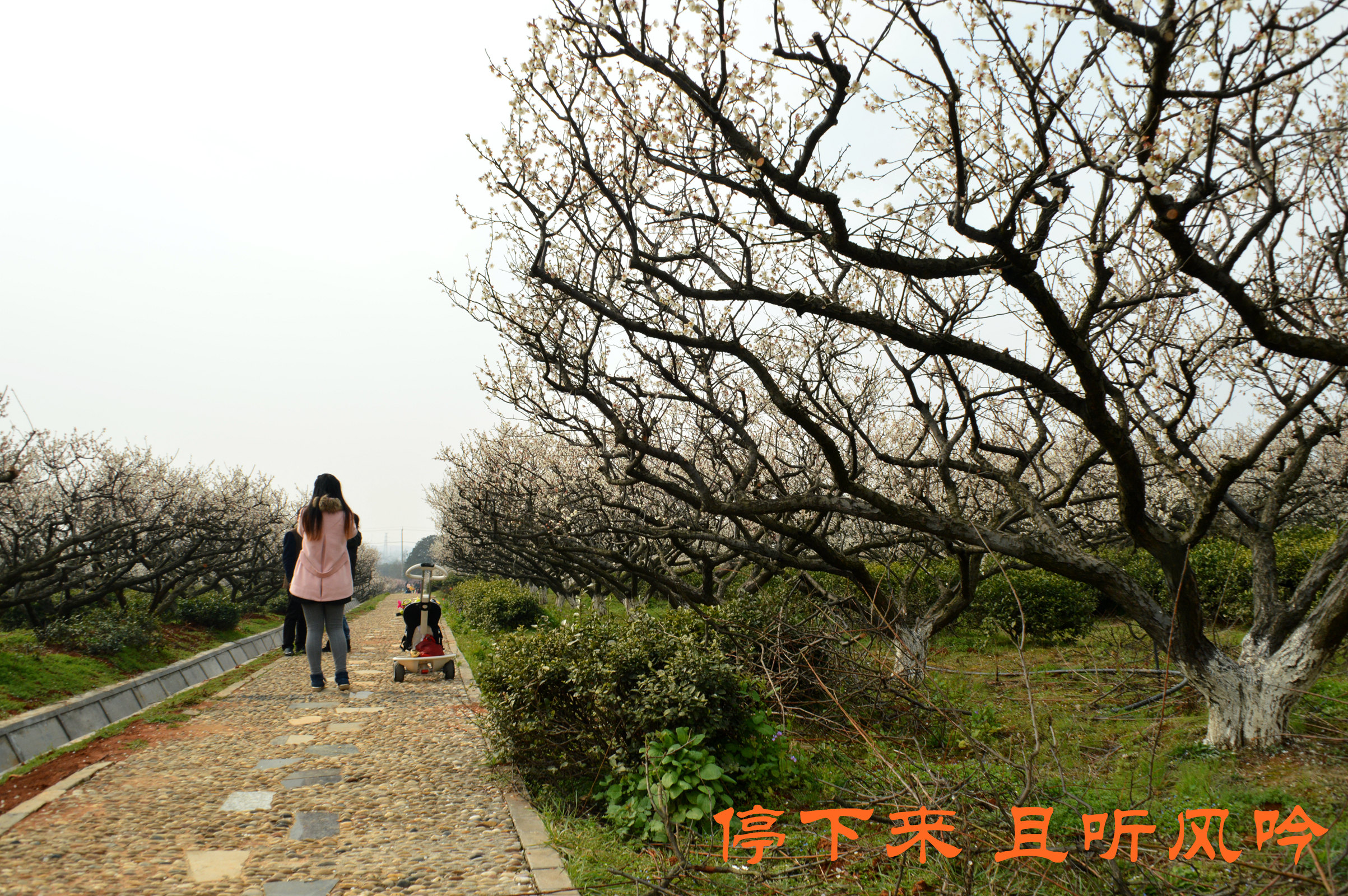 加游站#溧水梅花节—傅家边