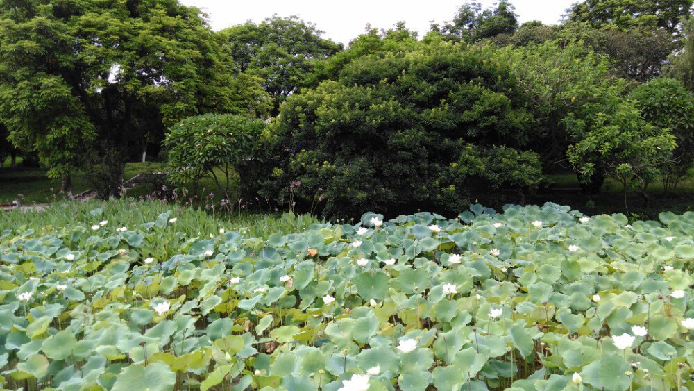 【携程攻略】中山紫马岭公园景点,夏日的紫马岭公园荷花池,含苞待放的