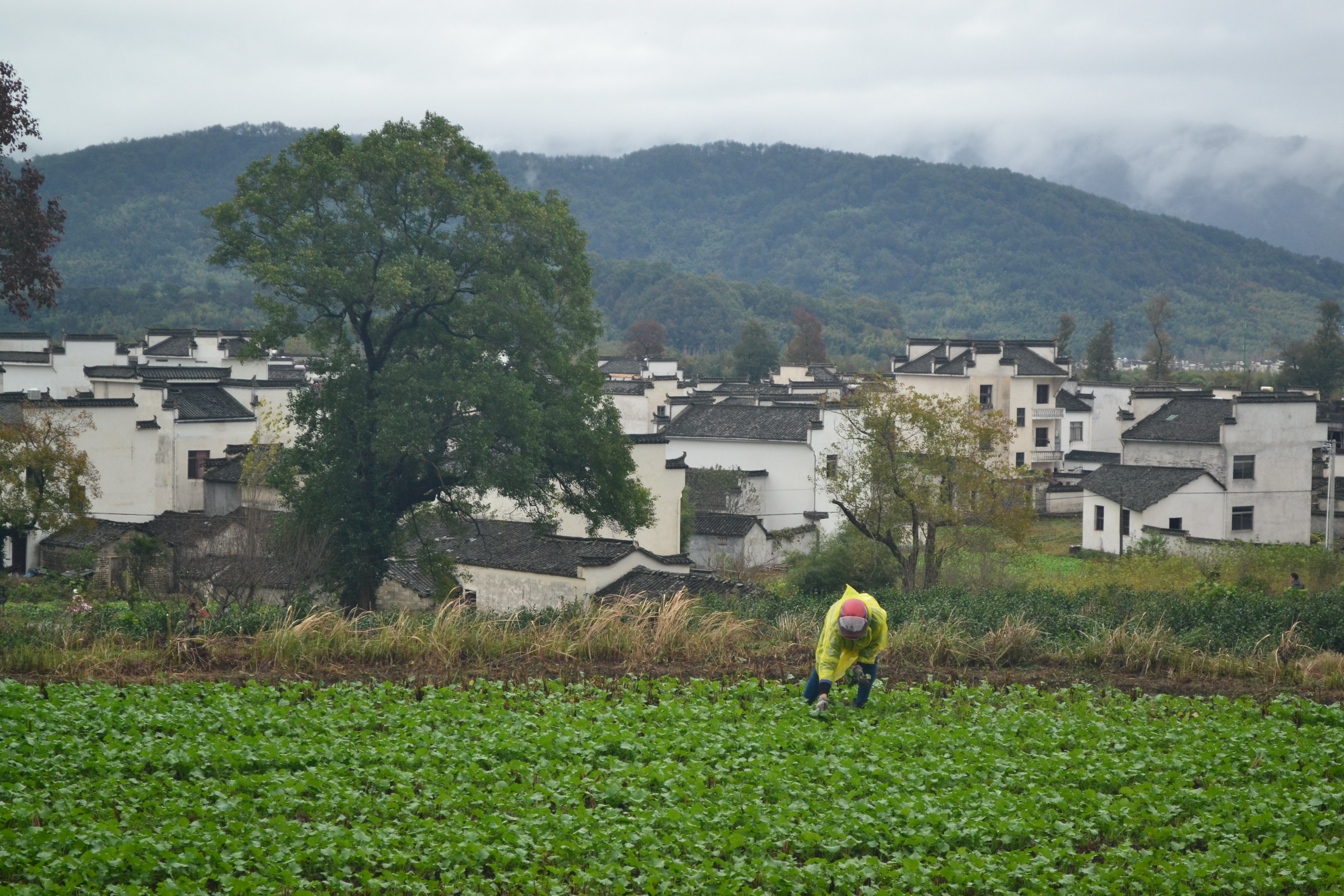 "说好的我会回来的" —— 黄山卢村,协里,塔川,木坑秋的味道