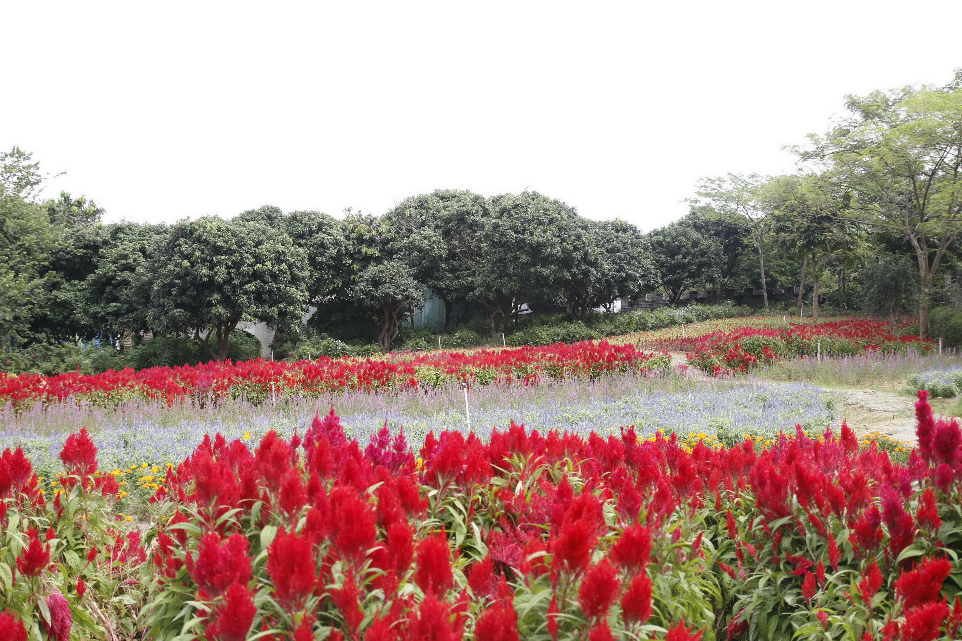 【携程攻略】东莞梦幻百花洲适合家庭亲子旅游吗,梦幻百花洲家庭亲子