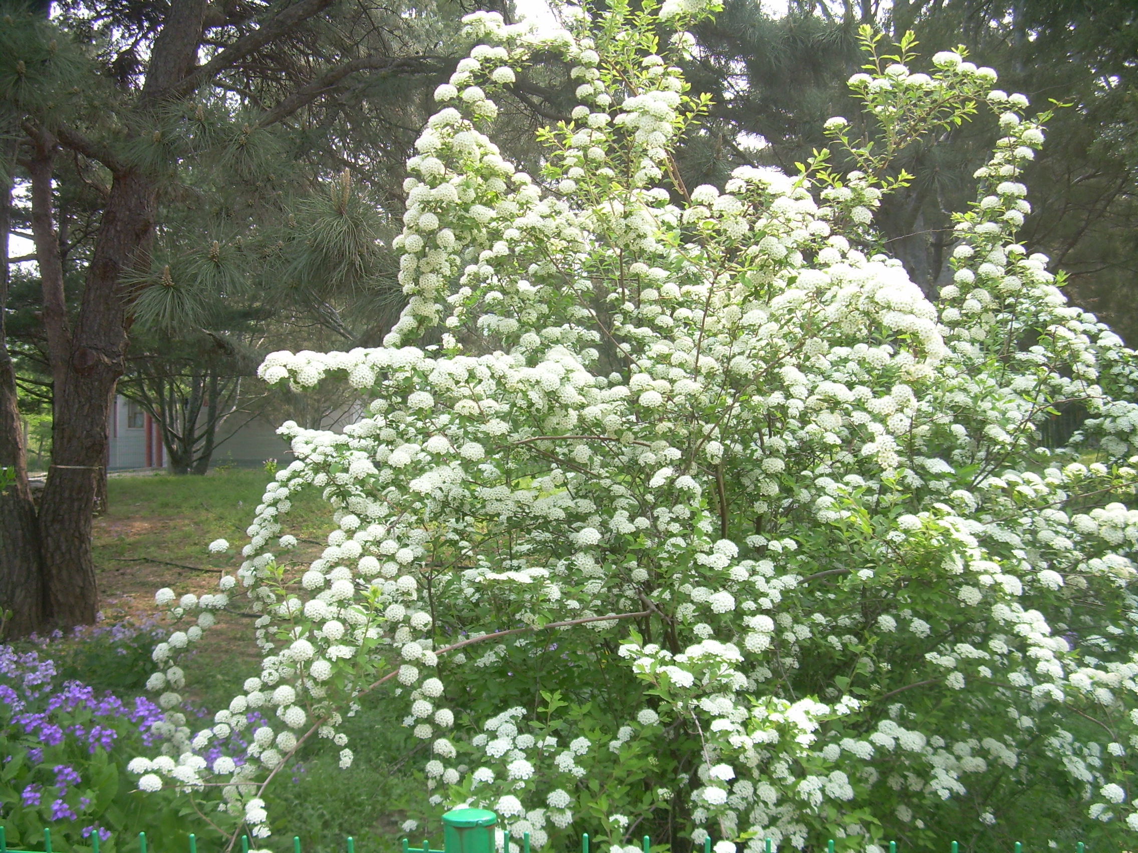 植物园里的春花