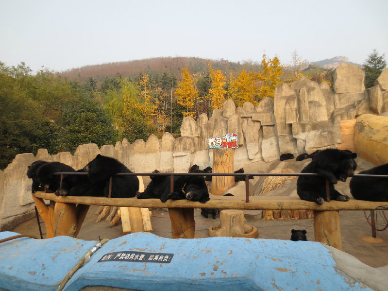 2019东方熊牧场_旅游攻略_门票_地址_游记点评,青岛旅游景点推荐 - 去