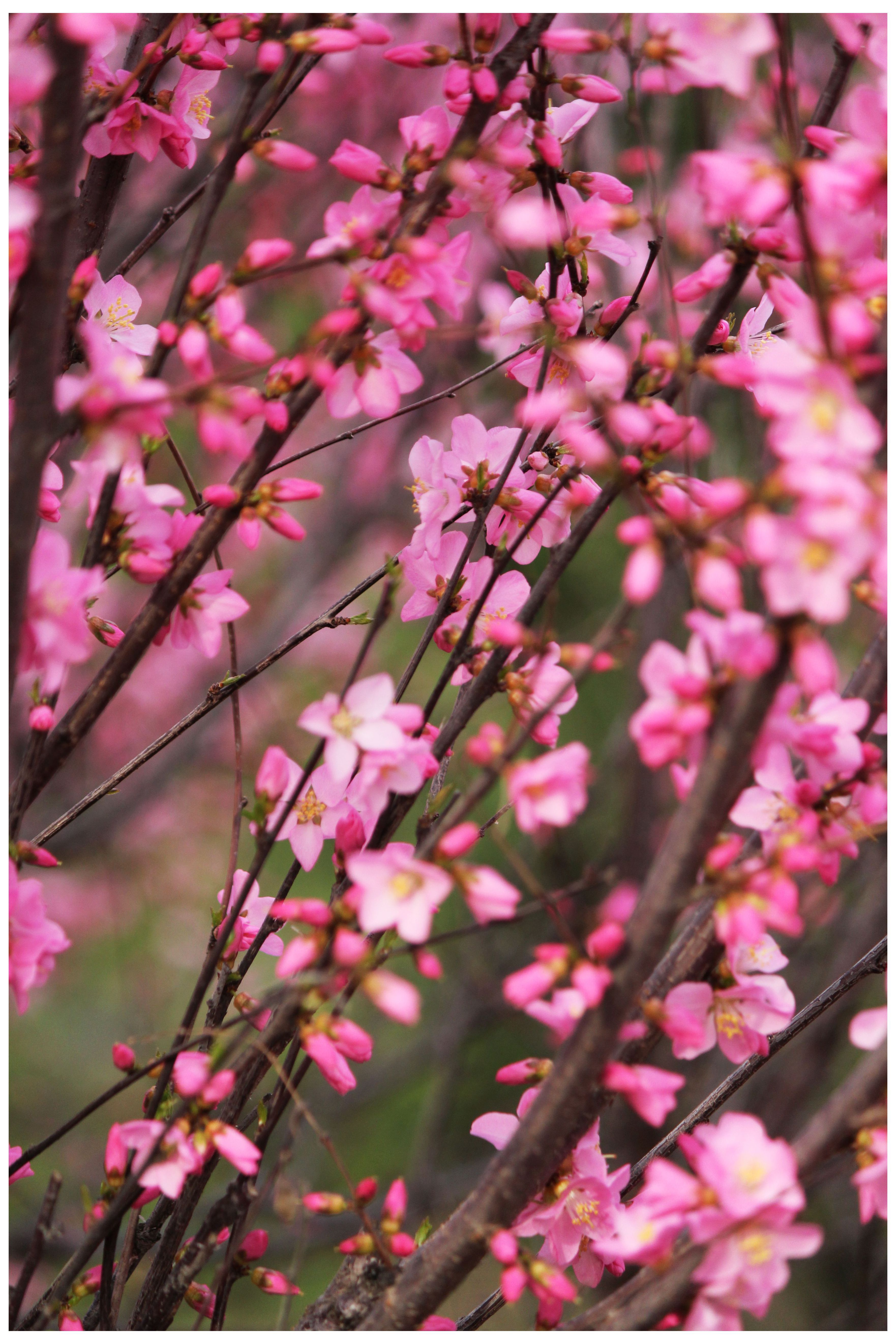 又见桃花朵朵开