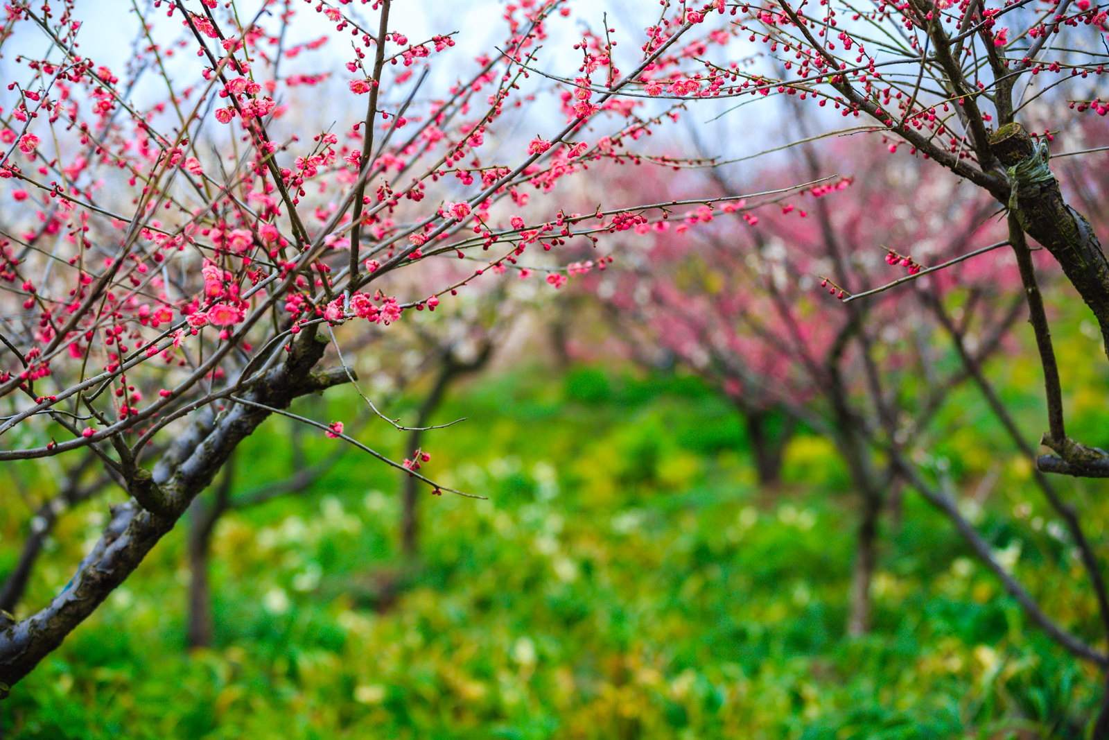 【梅花节】三月赏梅季