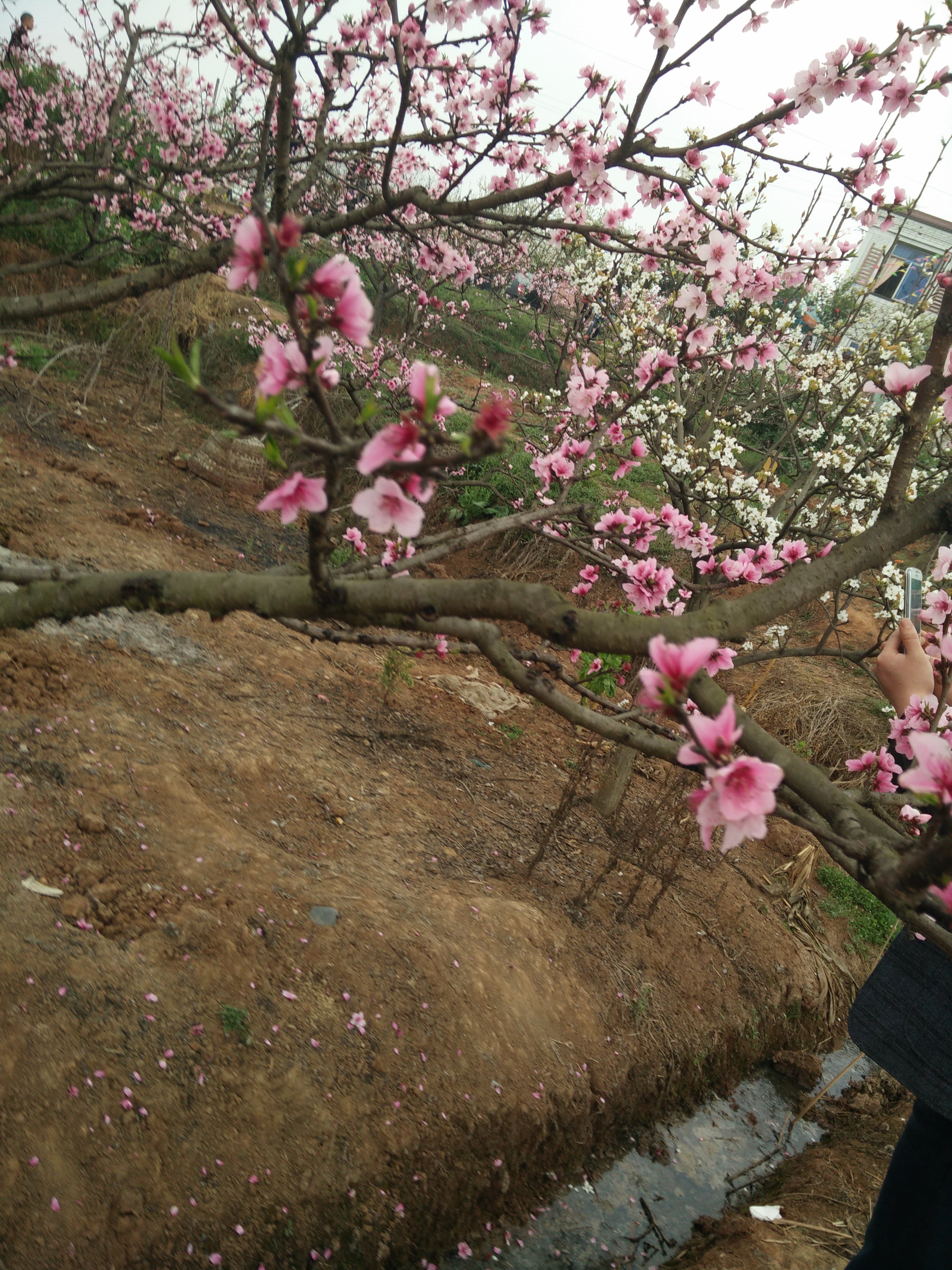 春天我们相约青白江龙门桃花沟