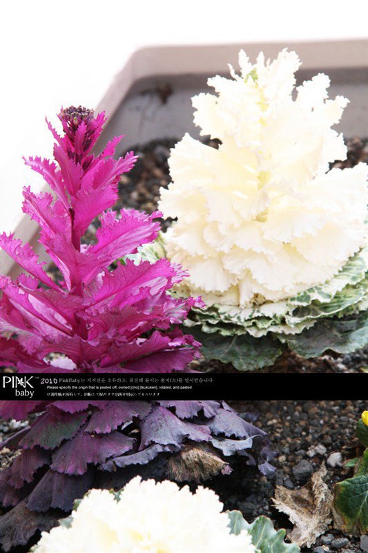 日本平和公园,清幽雅致 - 富士宫市游记攻略