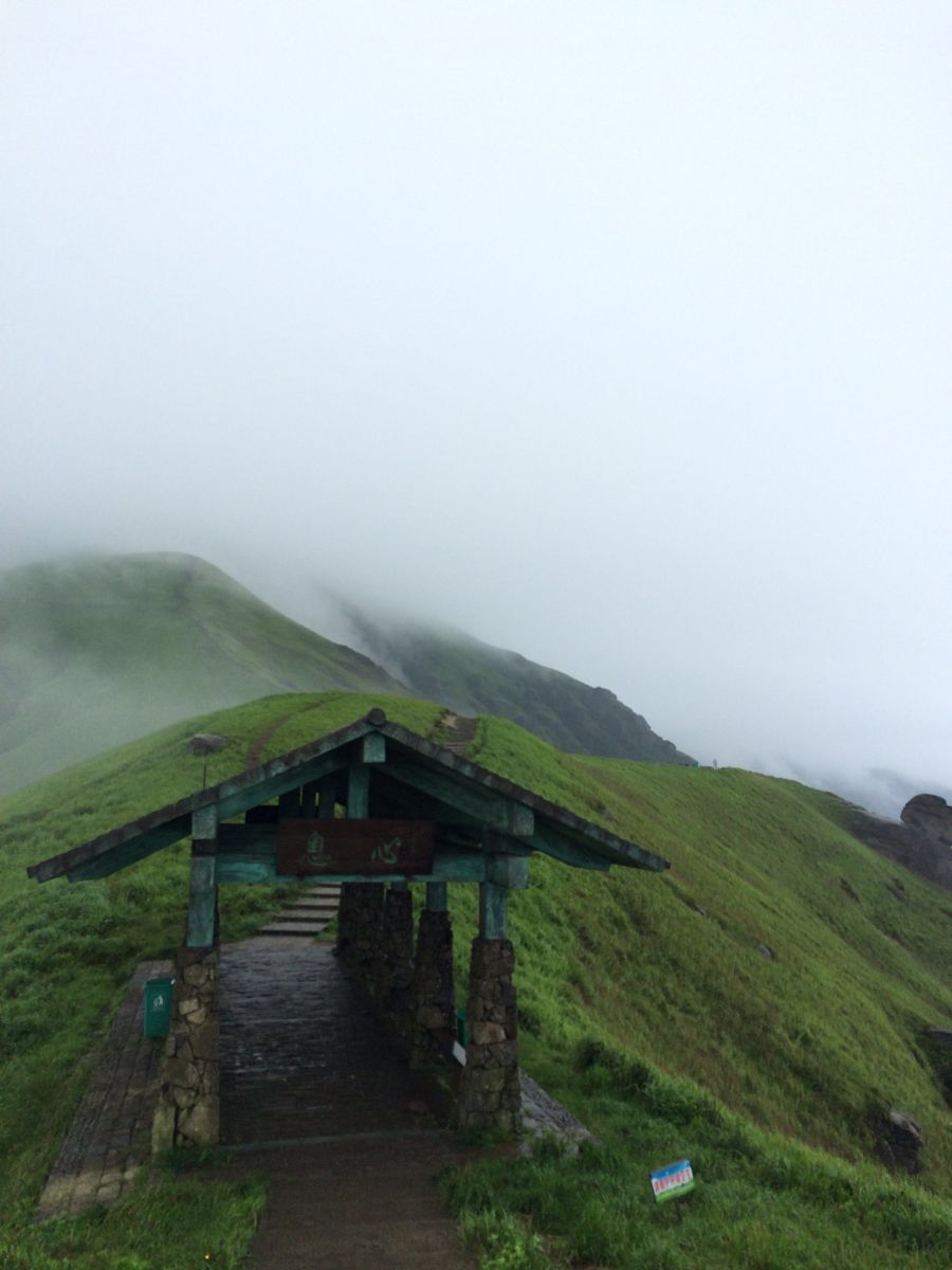 高山草甸