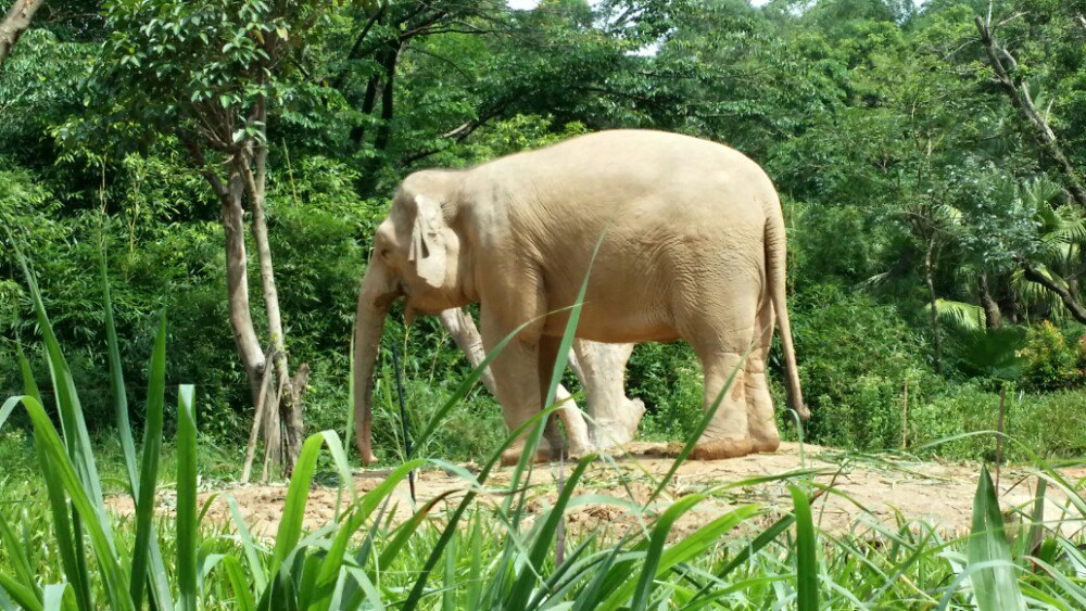 广州长隆野生动物世界亲子一日游