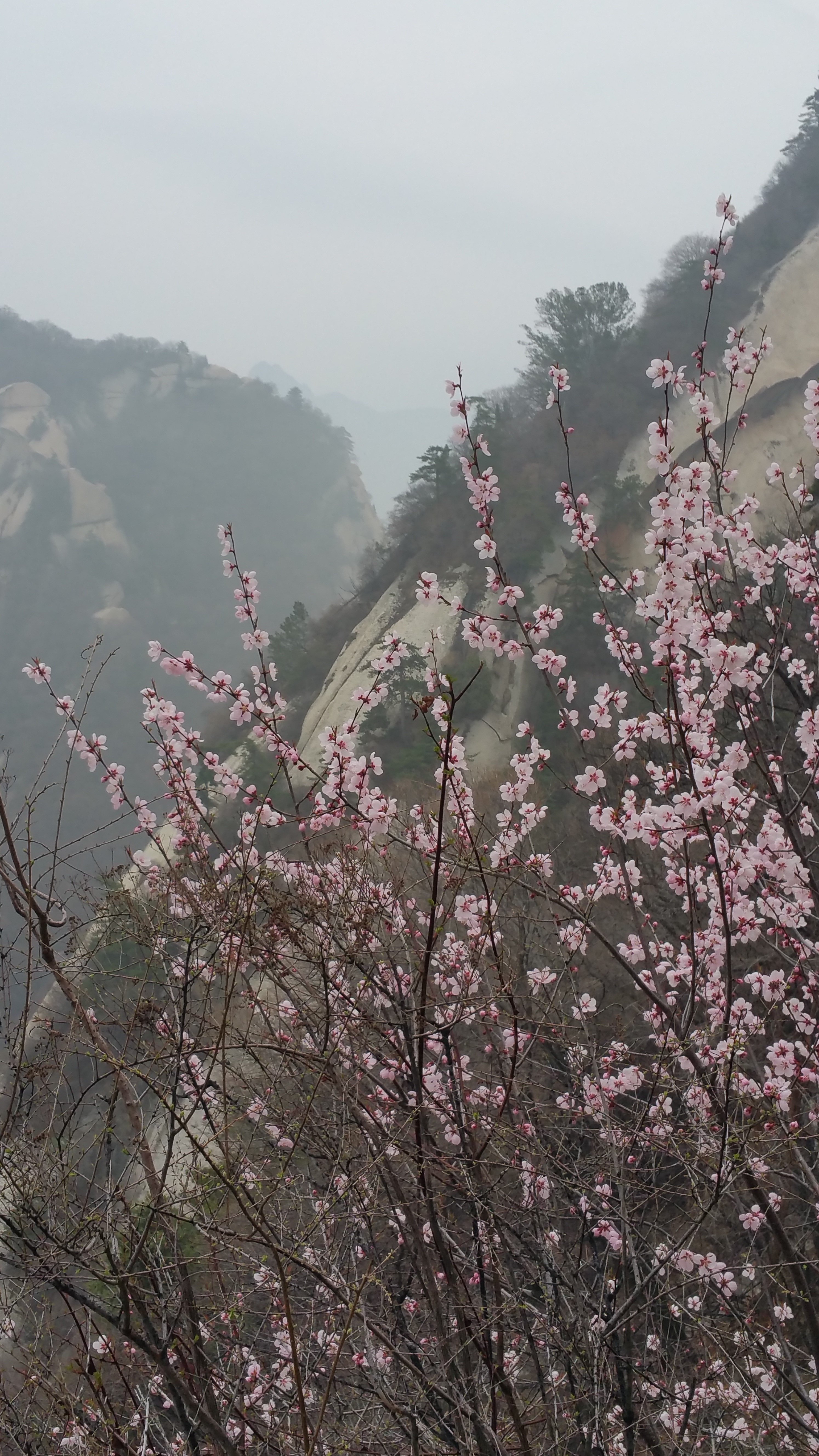   人间四月芳菲尽,山寺桃花始盛开