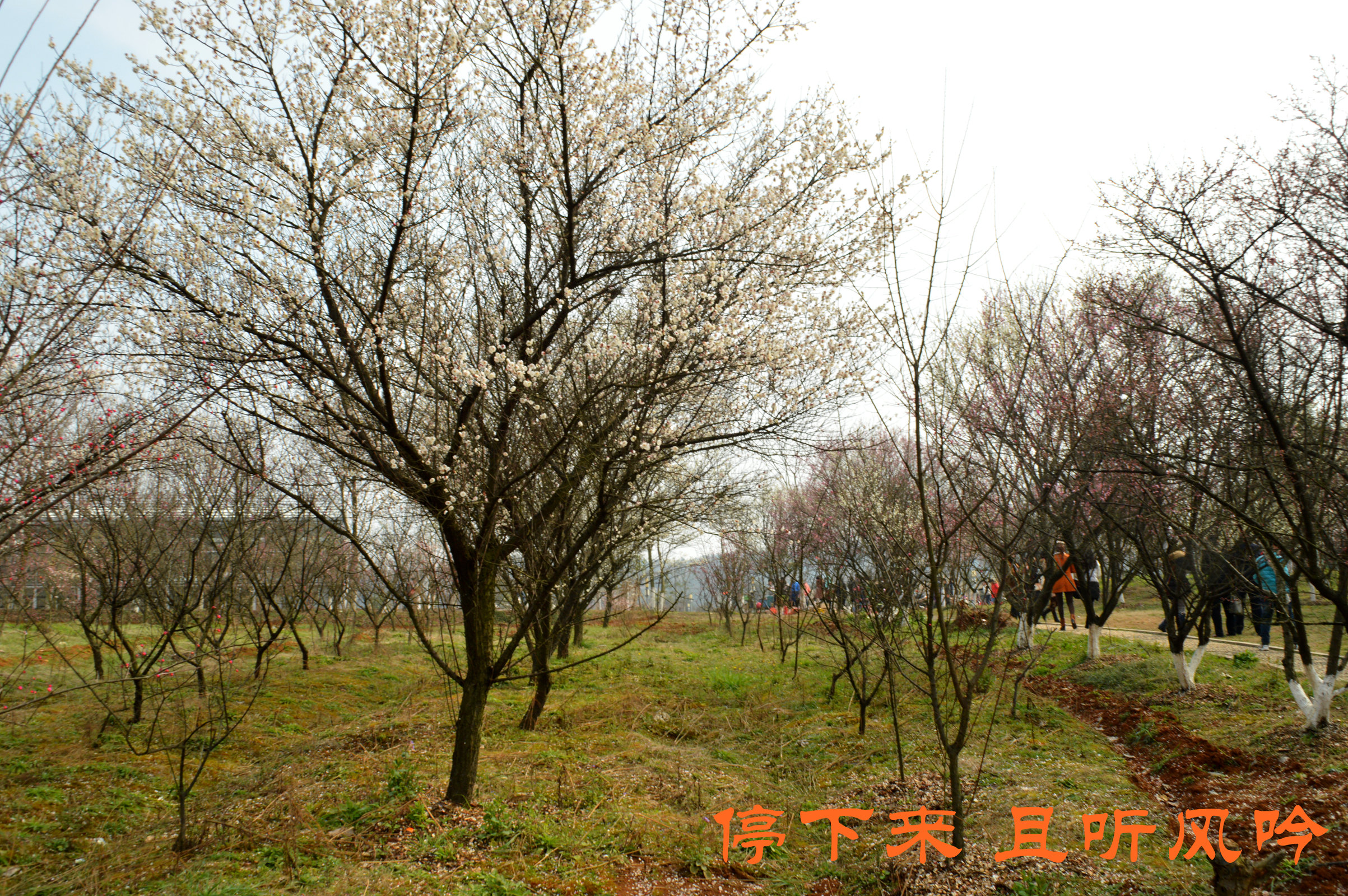 加游站#溧水梅花节—傅家边