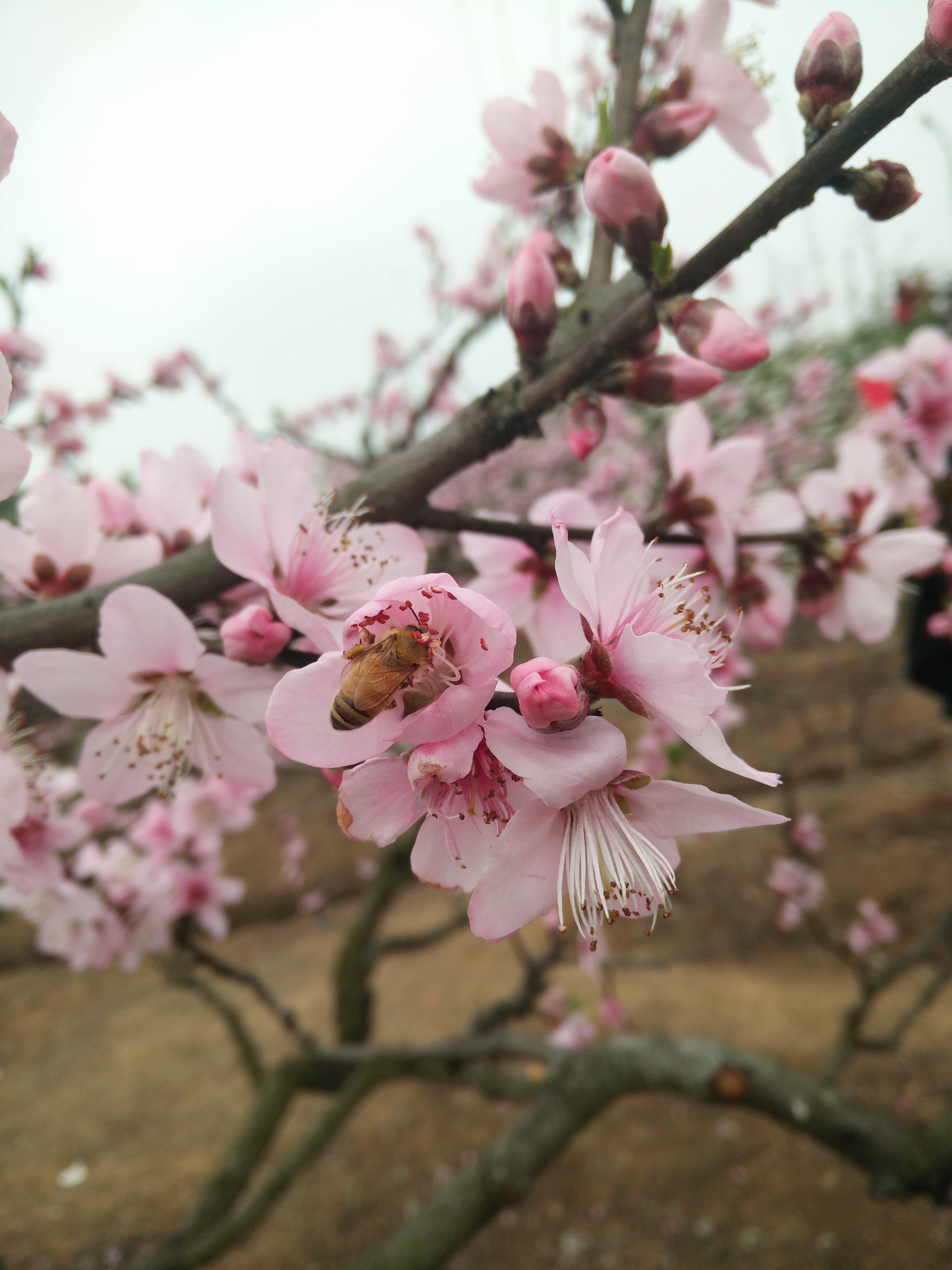 春天我们相约青白江龙门桃花沟