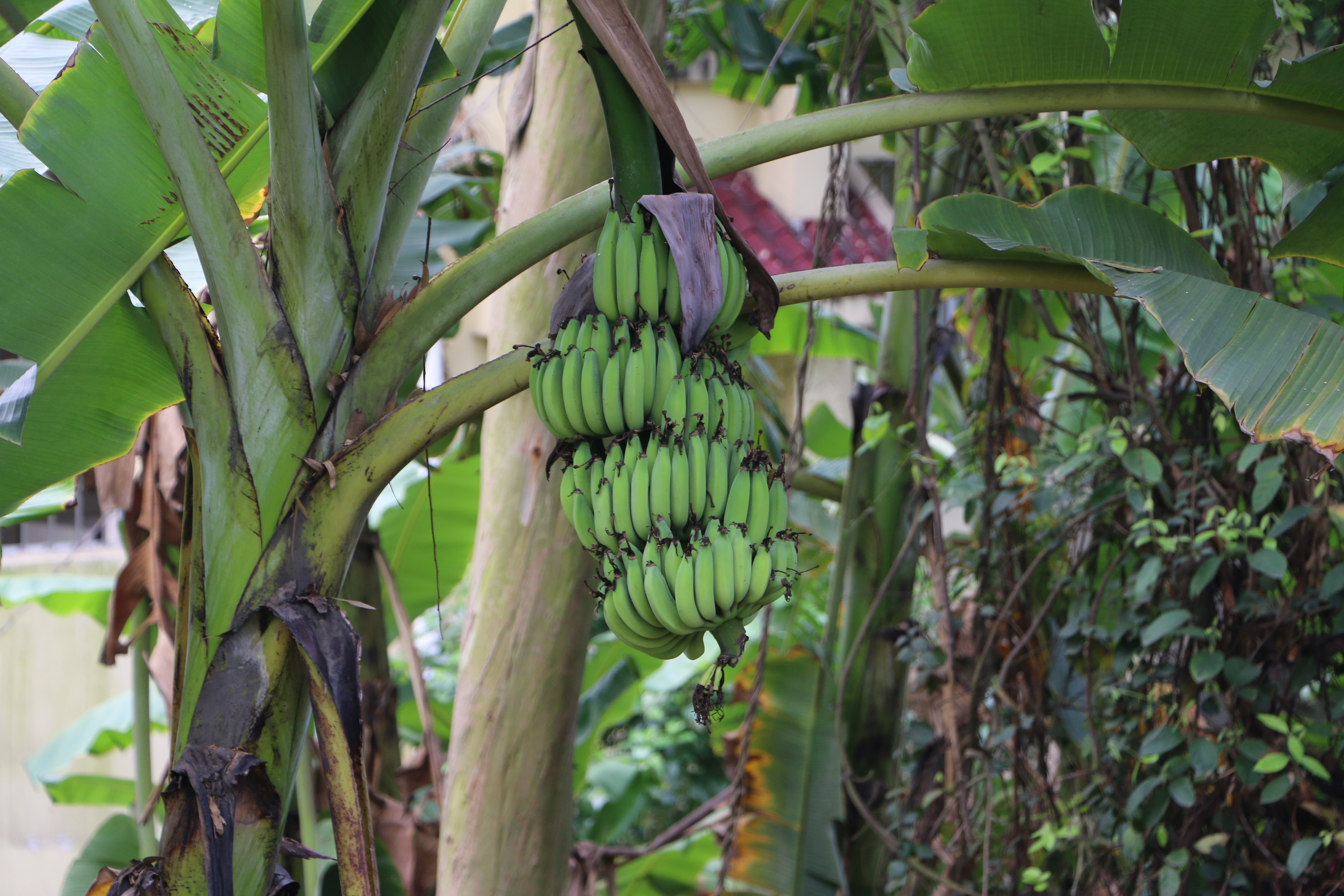                  香蕉树