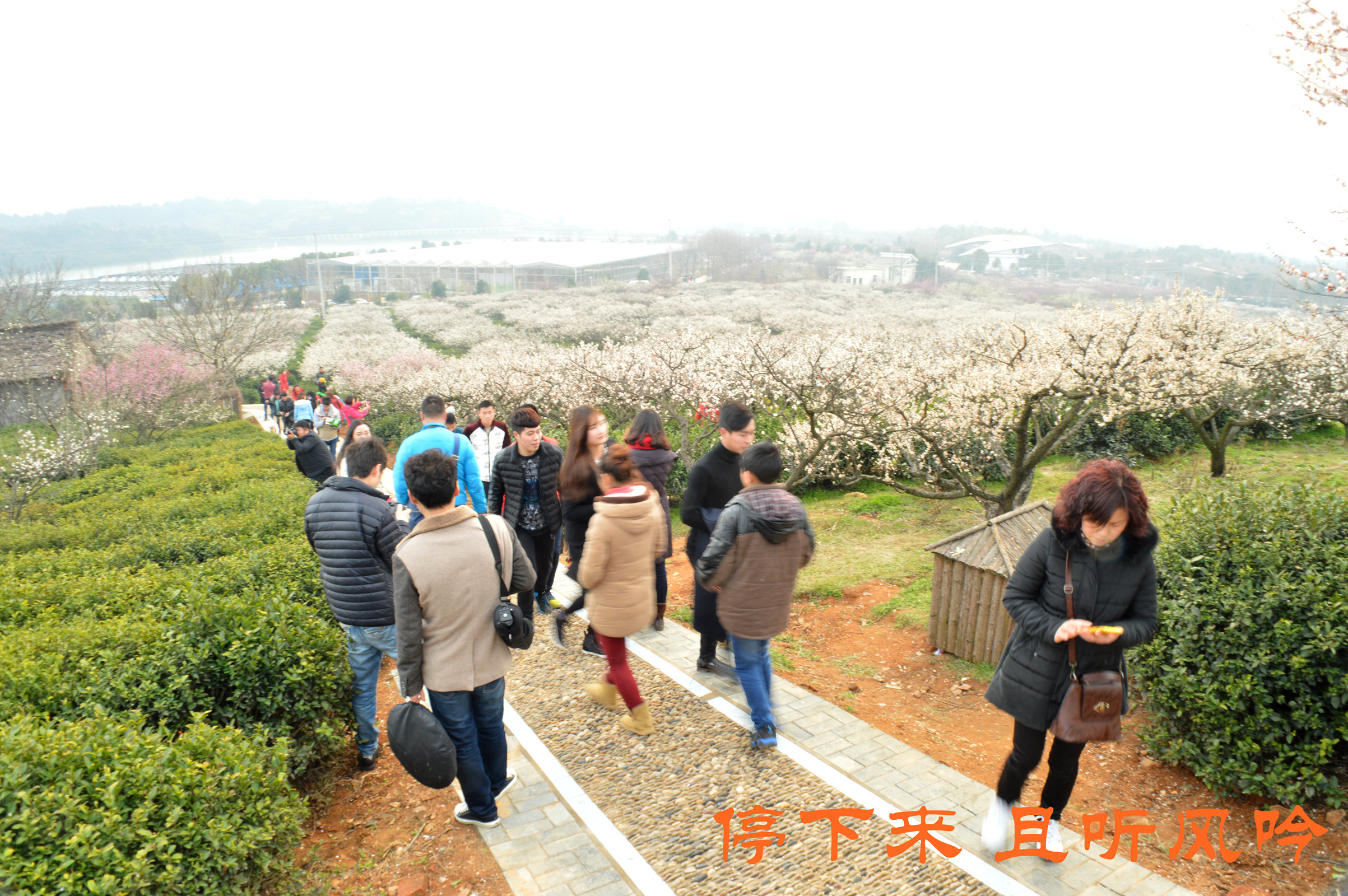 加游站#溧水梅花节—傅家边