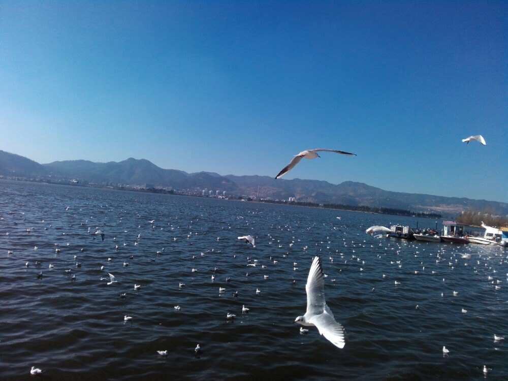 滇池看海鸥