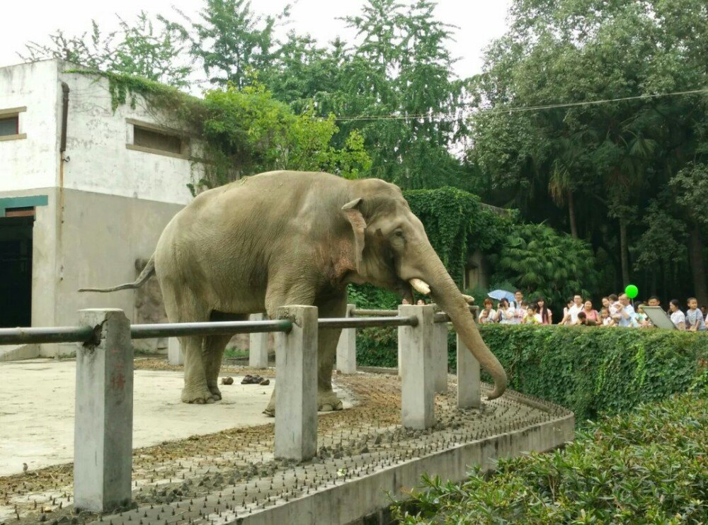 成都动物园