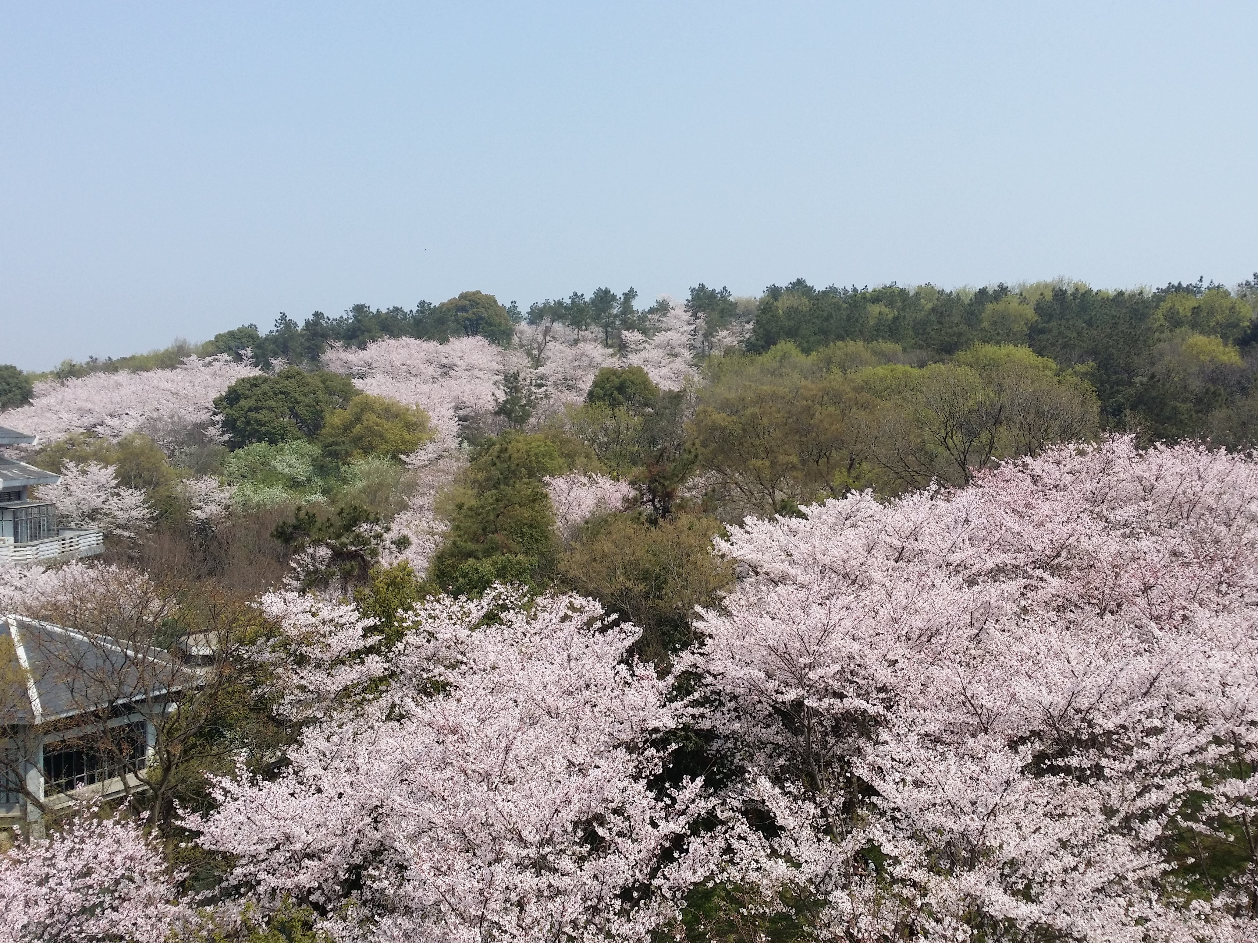 盎然樱花惊艳春.3万株67个品种国内最大赏樱处'