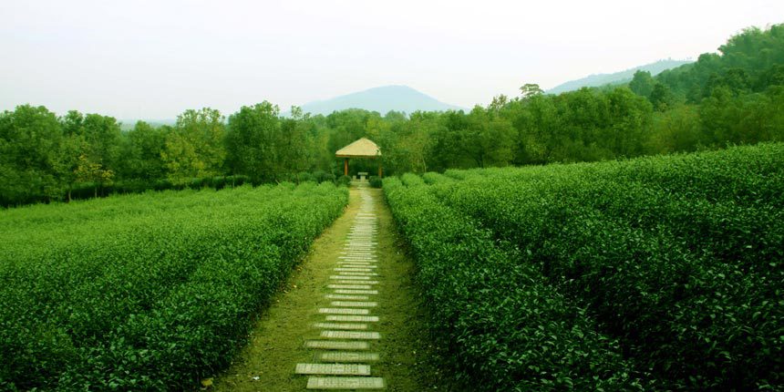 江苏天目湖2日1晚跟团游·天目湖太公山 南山竹海 大觉寺 云湖茶博园