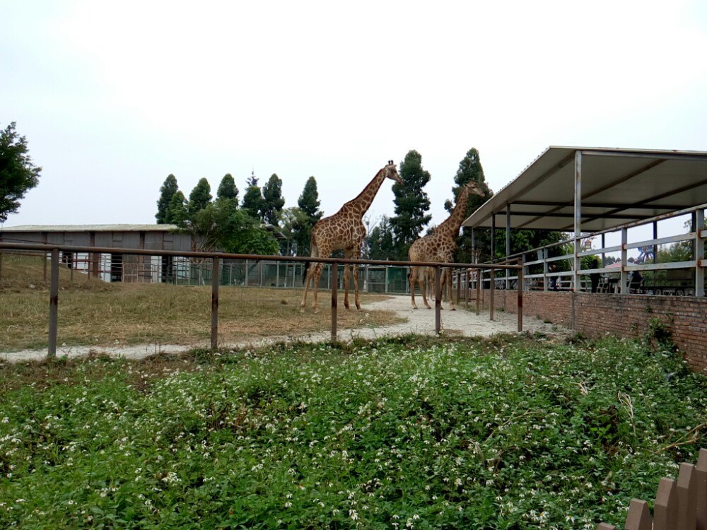 【携程攻略】东莞香市动物园适合家庭亲子旅游吗,香市动物园家庭亲子