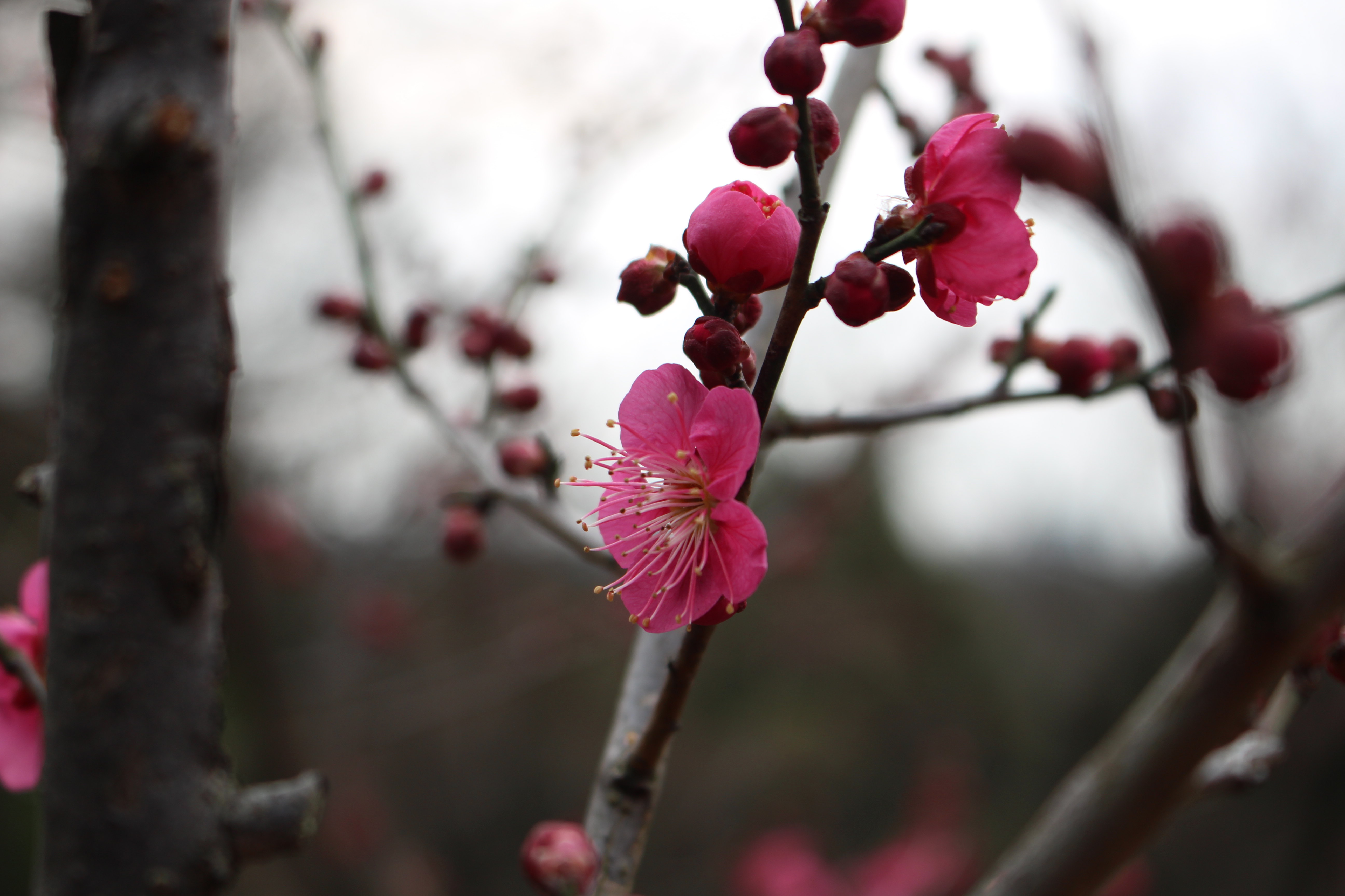 今年又见梅花山