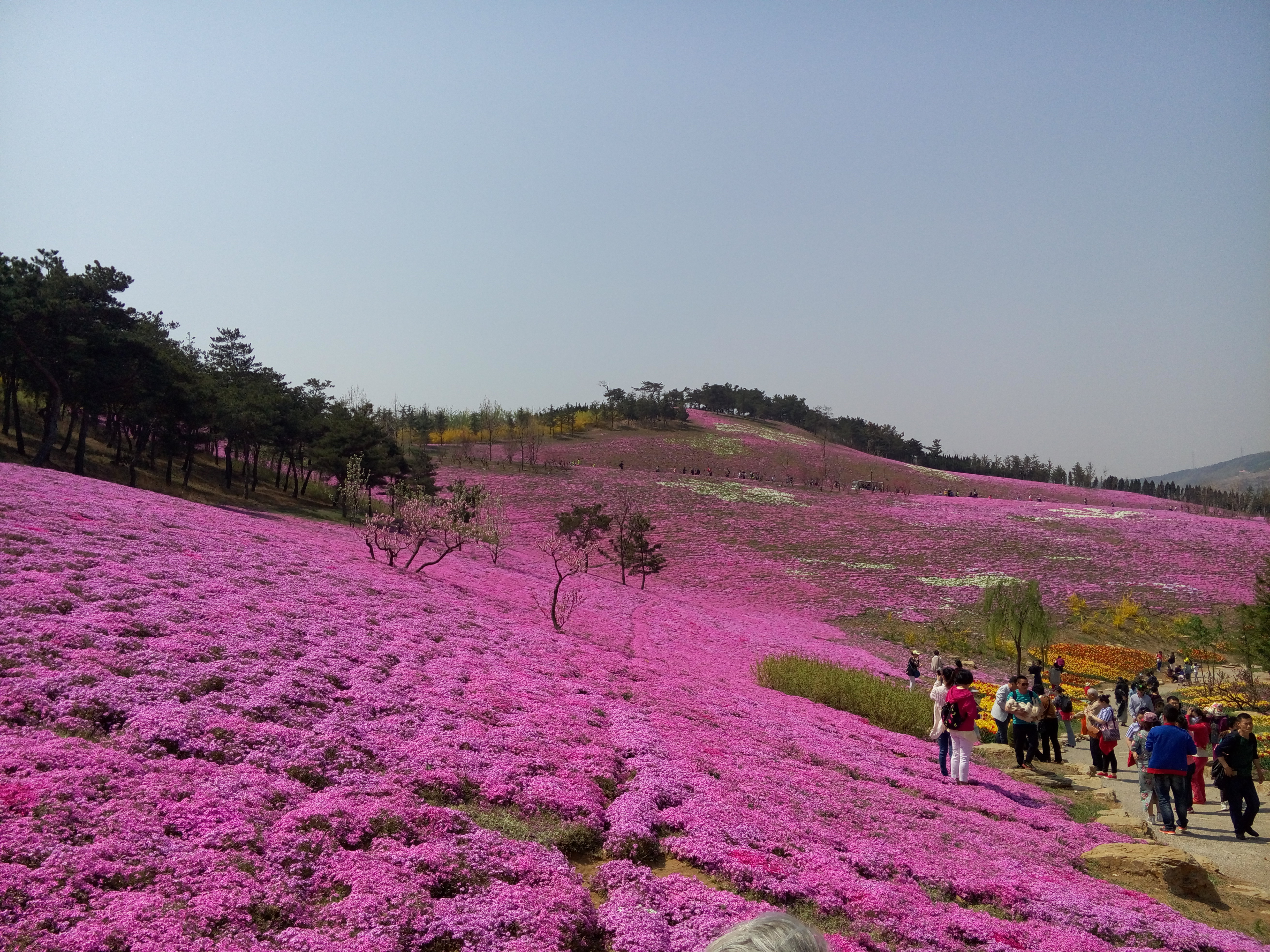 春游大连英歌石植物园